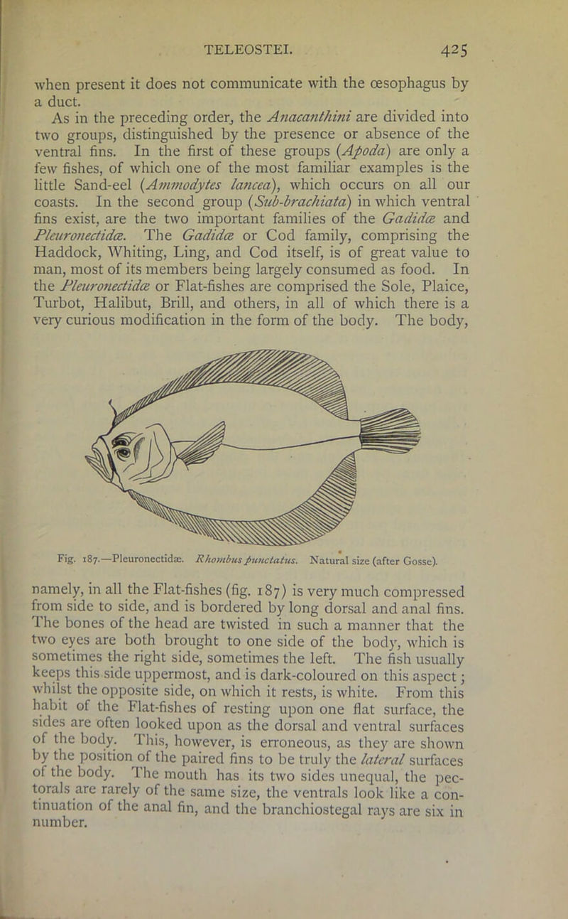 when present it does not communicate with the oesophagus by a duct. As in the preceding order, the Anacanthini are divided into two groups, distinguished by the presence or absence of the ventral fins. In the first of these groups (Apoda) are only a few fishes, of which one of the most familiar examples is the little Sand-eel (Ammodytes lancea), which occurs on all our coasts. In the second group (Sub-brachiata) in which ventral fins exist, are the two important families of the Gadidce and Plcuronectidce. The Gadidce or Cod family, comprising the Haddock, Whiting, Ling, and Cod itself, is of great value to man, most of its members being largely consumed as food. In the Pleuronectida or Flat-fishes are comprised the Sole, Plaice, Turbot, Halibut, Brill, and others, in all of which there is a very curious modification in the form of the body. The body, namely, in all the Flat-fishes (fig. 187) is very much compressed from side to side, and is bordered by long dorsal and anal fins. The bones of the head are twisted in such a manner that the two eyes are both brought to one side of the body, which is sometimes the right side, sometimes the left. The fish usually keeps this side uppermost, and is dark-coloured on this aspect; whilst the opposite side, on which it rests, is white. From this habit of the Flat-fishes of resting upon one flat surface, the sides are often looked upon as the dorsal and ventral surfaces of the body. This, however, is erroneous, as they are shown by the position of the paired fins to be truly the lateral surfaces of the body. I he mouth has its two sides unequal, the pec- torals are rarely of the same size, the ventrals look like a con- tinuation of the anal fin, and the branchiostegal rays are six in number.