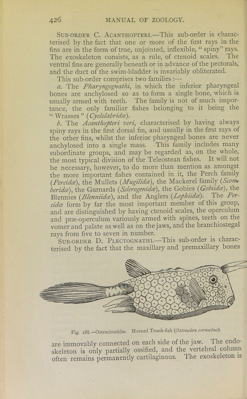 Sub-order C. Acanthopteri.—This sub-order is charac- terised by the fact that one or more of the first rays in the fins are in the form of true, unjointed, inflexible, “ spiny” rays. The exoskeleton consists, as a rule, of ctenoid scales. The ventral fins are generally beneath or in advance of the pectorals, and the duct of the swim-bladder is invariably obliterated. This sub-order comprises two families :— a. The Pharyngognathi, in which the inferior pharyngeal bones are anchylosed so as to form a single bone, which is usually armed with teeth. The family is not of much impor- tance, the only familiar fishes belonging to it being the “ Wrasses ” (Cyclolabridce). b. The Acanthopteri veri, characterised by having always spiny rays in the first dorsal fin, and usually in the first rays of the other fins, whilst the inferior pharyngeal bones are never anchylosed into a single mass. This family includes many subordinate groups, and may be regarded as, on the whole, the most typical division of the Teleostean fishes. It will not be necessary, however, to do more than mention as amongst the more important fishes contained in it, the Perch family (Percidce), the Mullets (Mugilidce), the Mackerel family (Scorn* beridce), the Gurnards (Sclerogenidce), the Gobies (Gobiidce), the Blennies (Blenniidce), and the Anglers (Lophiidce). The Per- cidcc form by far the most important member of this group, and are distinguished by having ctenoid scales, the operculum and prae-operculum variously armed with spines, teeth. on the vomer and palate as well as on the jaws, and the branchiostegal rays from five to seven in number. Sub-order D. Plectognathi.—This sub-order is charac- terised by the fact that the maxillary and premaxillary bones Fig. 188.—Ostraciontida;. Horned Trunk-fish (Ostracion cornutus). are immovably connected on each side of the jaw. The endo- skeleton is only partially ossified, and the vertebral column often remains permanently cartilaginous. The exoskeleton is