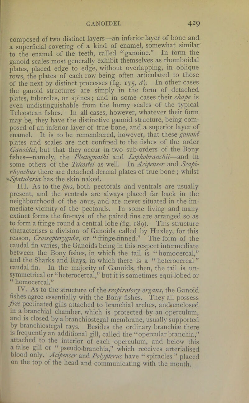 composed of two distinct layers—an inferior layer of bone and a superficial covering of a kind of enamel, somewhat similar to the enamel of the teeth, called “ ganoine.” In form the ganoid scales most generally exhibit themselves as rhomboidal plates, placed edge to edge, without overlapping, in oblique rows, the plates of each row being often articulated to those of the next by distinct processes (fig. 175, d). In other cases the ganoid structures are simply in the form of detached plates, tubercles, or spines; and in some cases their shape is even undistinguishable from the horny scales of the typical Teleostean fishes. In all cases, however, whatever their form may be, they have the distinctive ganoid structure, being com- posed of an inferior layer of true bone, and a superior layer of enamel. It is to be remembered, however, that these ganoid plates and scales are not confined to the fishes of the order Gatioidei, but that they occur in two sub-orders of the Bony fishes—namely, the Plectognathi and Lophobranchii—and in some others of the Teleostei as well. In Acipenser and Scapi- rhyjichus there are detached dermal plates of true bone; whilst ■ySpatularia has the skin naked. III. As to the fins, both pectorals and ventrals are usually present, and the ventrals are always placed far back in the neighbourhood of the anus, and are never situated in the im- mediate vicinity of the pectorals. In some living and many extinct forms the fin-rays of the paired fins are arranged so as to form a fringe round a central lobe (fig. 189). This structure characterises a division of Ganoids called by Huxley, for this reason, Crossopterygidce, or “fringe-finned.” The form of the caudal fin varies, the Ganoids being in this respect intermediate between the Bony fishes, in which the tail is “ homocercal,” and the Sharks and Rays, in which there is a “ heterocercal ” caudal fin. In the majority of Ganoids, then, the tail is un- symmetrical or “heterocercal, but it is sometimes equi-lobed or “ homocercal.” IV. As to the structure of the respiratory organs, the Ganoid fishes agree essentially with the Bony fishes. They all possess free pectinated gills attached to branchial arches, and#enclosed in a branchial chamber, which is protected by an operculum, and is closed by a branchiostegal membrane, usually supported by branchiostegal rays. Besides the ordinary branchiae there is frequently an additional gill, called the “opercular branchia,” attached to the interior of each operculum, and below this a false gill or “ pseudo-branchia,” which receives arterialised blood only. Acipenser and Polypterus have “ spiracles ” placed on the top of the head and communicating with the mouth.