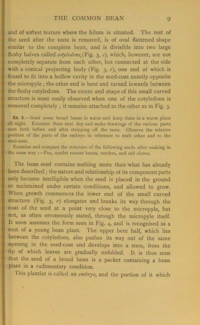 . and of softest texture where the hilum is situated. The rest of the seed after the testa is removed, is of oval flattened shape : similar to the complete bean, and is divisible into two large fleshy halves called cotyledom^xg. 3, c), which, however, are not 1 completely separate from each other, but connected at the side with a conical projecting body (Fig. 3, r), one end of which is found to fit into a hollow cavity in the seed-coat exactly opposite the micropyle; the other end is bent and turned inwards between the fleshy cotyledons. The extent and shape of this small curved structure is most easily observed when one of the cotyledons is removed completely ; it remains attached to the other as in Fig. 3. Ex. 2.—Soak some broad beans in water and keep them in a warm place all night. Examine them next day and make drawings of the various parts seen both before and after stripping off the testa. Observe the relative (position of the parts of the embryo in reference to each other and to the seed-coat. Examine and compare the structure of the following seeds after soaking in : the same way :—Pea, scarlet runner beans, vetches, and red clover. The bean seed contains nothing more than what has already been described ; the nature and relationship of its component parts only become intelligible when the seed is placed in the ground or maintained under certain conditions, and allowed to grow. When growth commences the lower end of the small curved structure (Fig. 3, r) elongates and breaks its way through the 1 coat of the seed at a point very close to the micropyle, but not, as often erroneously stated, through the micropyle itself. It soon assumes the form seen in Fig. 4, and is recognised as a root of a young bean plant. The upper bent half, which lies between the cotyledons, also pushes its way out of the same opening in the seed-coat and develops into a stem, from the tip of which leaves are gradually unfolded. It is thus seen that the seed of a broad bean is a packet containing a bean plant in a rudimentary condition. 1 his plantlet is called an embryo, and the portion of it which