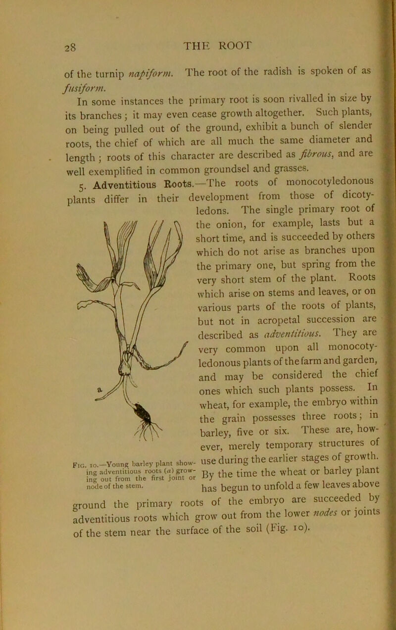 of the turnip napiform. The root of the radish is spoken of as fusiform. In some instances the primary root is soon rivalled in size by its branches ; it may even cease growth altogether. Such plants, on being pulled out of the ground, exhibit a bunch of slender roots, the chief of which are all much the same diameter and length ; roots of this character are described as fibrous, and are well exemplified in common groundsel and grasses. 5. Adventitious Roots.—The roots of monocotyledonous plants differ in their development from those of dicoty ledons. The single primary root of the onion, for example, lasts but a short time, and is succeeded by others which do not arise as branches upon the primary one, but spring from the very short stem of the plant. Roots which arise on stems and leaves, or on various parts of the roots of plants, but not in acropetal succession are described as adventitious. 1 hey are very common upon all monocoty- ledonous plants of the farm and garden, and may be considered the chief ones which such plants possess. In wheat, for example, the embryo within the grain possesses three roots; in barley, five or six. 1 hese are, how- ever, merely temporary structures of „o. „.-Y„™r P.™ .h.». use during the earlier stages of growth ing adventitious roots («) grow- -n time the wheat or barley plant ing out from the first joint or -Oy Luc 111 , node of the stem. |ias begun to unfold a few leaves above ground the primary roots of the embryo are succeeded by adventitious roots which grow out from the lower nodes or joints of the stem near the surface of the soil (tig- IO)-