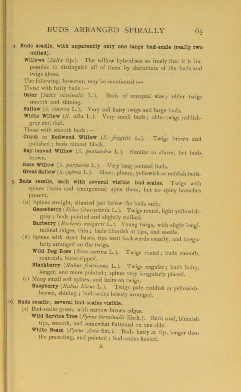 4- Buds sessile, with apparently only one large bud-scale (really two united). Willows (Salix Sp.). The willow hybridises so freely that it is im- possible to distinguish all of them by characters of the buds and twigs alone. The following, however, may be mentioned :— Those with hairy buds :— Osier (Sa/ix vinrinalis L.). Buds of unequal size; older twigs smooth and shining. Sallow (.S', cinerea L.). Very soft hairy twigs and large buds. White Willow (.S', alba L.). \ ery small buds; older twigs reddish- grey and dull. Those with smooth buds :— Crack or Redwood WUlow (S. fragilis L.). Twigs brown and polished ; buds almost black. Bay leaved Willow (.S'. peutaudra L..). Similar to al>ove, but buds brown. Rose Willow (S. purpurea L.). Very long pointed buds. Great Sallow S. caprea L.). Short, plump, yellowish or reddish buds. 5. Buds sessile, each with several visible bud scales. Twigs with spines (hairs and emergences) upon them, but no spiny branches present. (a) Spines straight, situated just below the buds only. Gooseberry (Ribes Grostularia L.). Twigs round, light yellowish- grey ; buds [Jointed and slightly stalked. Barberry {Herberts vulgaris L.). Voung twigs, with slight longi- tudinal ridges, thin ; buds bluntish at tips, and sessile. (b) Spines with stout bases, tips bent backwards usually, and irregu- larly arranged on the twigs. Wild Dog-Rose (Rasa canines L.). Twigs round; buds smooth, roundish, blunt-tipped. Blackberry (Rttbusfrutieosus L). Twigs angular; buds hairy, longer, and more pointed ; spines very irregularly placed. (<■) Many small soft spines, and hairs on twigs. Raspberry [Rubus Idteus L-). Twigs pale reddish or yellowish- brown, shining ; bud-scales loosely arranged. 6. Buds sessile ; several bud-scales visible. (a) Bud-scales green, with narrow brown edges. Wild Service Tree (Pyrus torminalis Ehrh.). Buds oval, bluntish tips, smooth, and somewhat flattened on one side White Beam (Pyrus Aria Sm.). Buds hairy at tip, longer than the preceding, and pointed ; bud-scales keeled. E LM