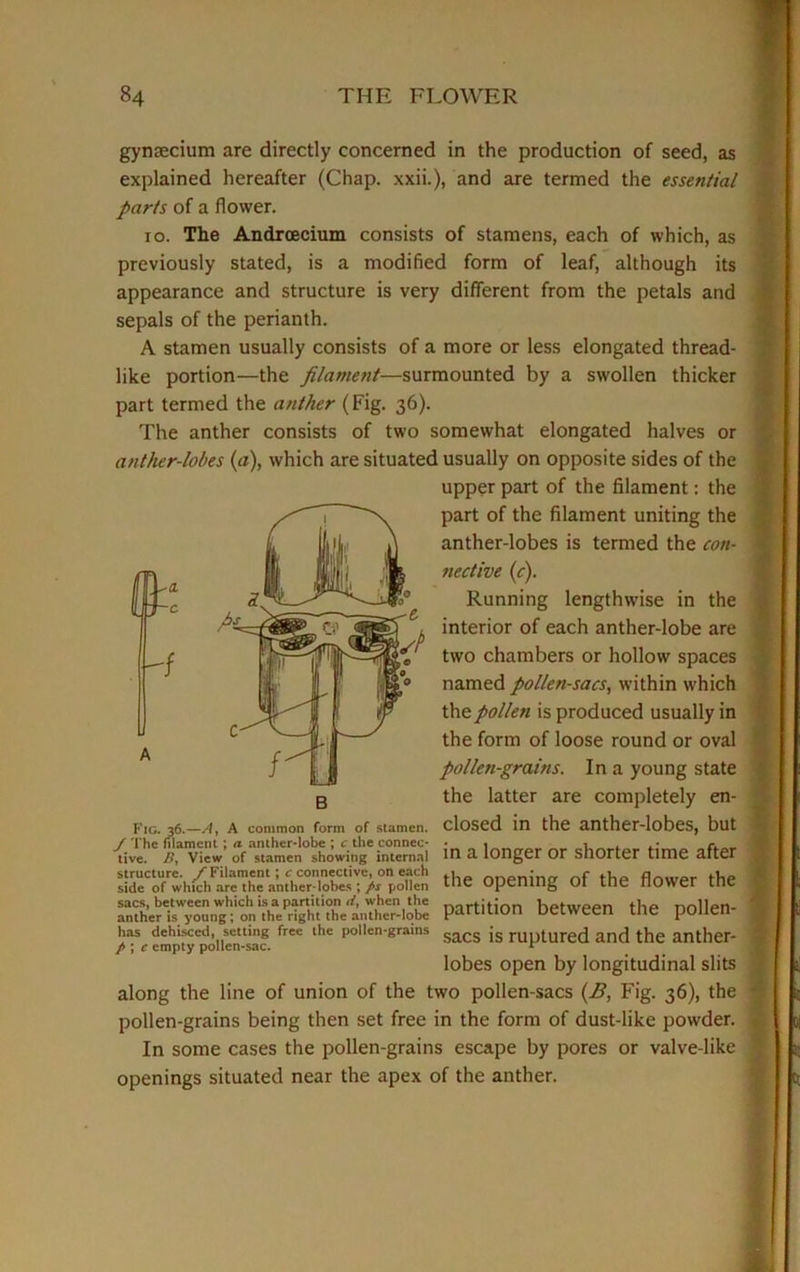 gynsecium are directly concerned in the production of seed, as explained hereafter (Chap, xxii.), and are termed the essential parts of a flower. io. The Andrcecium consists of stamens, each of which, as previously stated, is a modified form of leaf, although its appearance and structure is very different from the petals and sepals of the perianth. A stamen usually consists of a more or less elongated thread- like portion—the filament—surmounted by a swollen thicker part termed the anther (Fig. 36). The anther consists of two somewhat elongated halves or anther-lobes (a), which are situated usually on opposite sides of the upper part of the filament: the part of the filament uniting the anther-lobes is termed the con- nective (c). Running lengthwise in the interior of each anther-lobe are two chambers or hollow spaces named pollen-sacs, within which the pollen is produced usually in the form of loose round or oval pollen-grains. In a young state the latter are completely en- closed in the anther-lobes, but in a longer or shorter time after the opening of the flower the partition between the pollen- sacs is ruptured and the anther- lobes open by longitudinal slits along the line of union of the two pollen-sacs (B, Kig. 36), the pollen-grains being then set free in the form of dust-like powder. In some cases the pollen-grains escape by pores or valve-like openings situated near the apex of the anther. ,. 30.—a, A common form of stamen. J The filament ; a anther-lobe ; c the connec- tive. By View of stamen showing internal structure, f Filament; c connective, on each side of which are the anther-lobes ; ps pollen sacs, between which is a partition d, when the anther is young; on the right the anther-lobe has dehisced, setting free the pollen-grains p ; c empty pollen-sac.