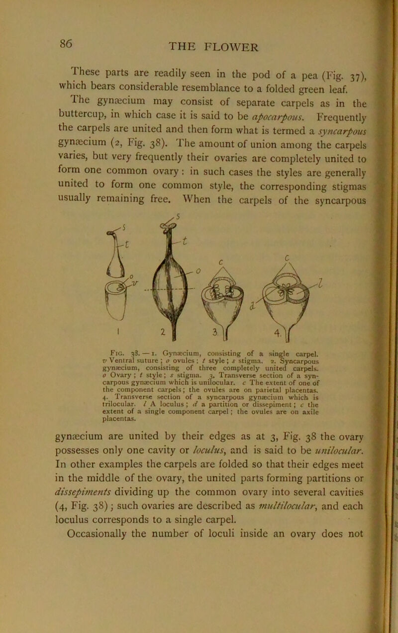 These parts are readily seen in the pod of a pea (Fig. 37), which bears considerable resemblance to a folded green leaf. The gynrecium may consist of separate carpels as in the buttercup, in which case it is said to be apocarpous. Frequently the carpels are united and then form what is termed a syncarpous gynrecium (2, big. 38). The amount of union among the carpels varies, but very frequently their ovaries are completely united to form one common ovary: in such cases the styles are generally united to form one common style, the corresponding stigmas usually remaining free. When the carpels of the syncarpous Fig. 33. — 1. Gynsecium, consisting of a single carpel. v Ventral suture ; o ovules ; / style ; s stigma. 2. Syncarpous gynaecium, consisting of three completely united carpels. 0 Ovary ; t style; s stigma. 2. Transverse section of a syn- carpous gyntectum which is unilocular, c The extent of one of the component carpels; the ovules are on parietal placentas. 4. Transverse section of a syncarpous gynatcium which is trilocular. I A loculus ; d a partition or dissepiment; c the extent of a single component carpel; the ovules are on axile placentas. gynsecium are united by their edges as at 3, Fig. 38 the ovary possesses only one cavity or loculus, and is said to be unilocular. In other examples the carpels are folded so that their edges meet in the middle of the ovary, the united parts forming partitions or dissepiments dividing up the common ovary into several cavities (4, Fig. 38); such ovaries are described as multilocular, and each loculus corresponds to a single carpel. Occasionally the number of loculi inside an ovary does not