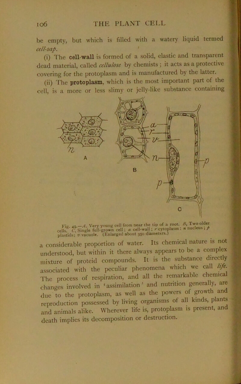 be empty, but which is filled with a watery liquid termed cell-sap. (i) The cell-wall is formed of a solid, elastic and transparent dead material, called cellulose by chemists ; it acts as a protective covering for the protoplasm and is manufactured by the latter. (ii) The protoplasm, which is the most important part of the cell, is a more or less slimy or jelly-like substance containing a considerable proportion of water. Its chemical nature is not understood, but within it there always appears to be a complex mixture of proteid compounds. It is the substance direct y associated with the peculiar phenomena which we call life. The process of respiration, and all the remarkable chemica changes involved in ‘assimilation’ and nutrition generally, are due to the protoplasm, as well as the powers of growti an reproduction possessed by living organisms of all kinds, plants and animals alike. Wherever life is, protoplasm is present, and death implies its decomposition or destruction.