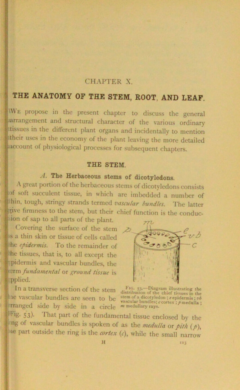 CHAPTER X. THE ANATOMY OF THE STEM, ROOT, AND LEAF. AYe propose in the present chapter to discuss the general .arrangement and structural character of the various ordinary •.tissues in the different plant organs and incidentally to mention their uses in the economy of the plant leaving the more detailed account of physiological processes for subsequent chapters. A. The Herbaceous stems of dicotyledons. A great portion of the herbaceous stems ol dicotyledons consists .of soft succulent tissue, in which are imbedded a number of bin, tough, stringy strands termed vascular bundles. The latter firmness to the stem, but their chief function is the conduc- ion of sup to all parts of the plant. ;Vi, Covering the surface of the stem ^ ^8' 53)- * hat part of the fundamental tissue enclosed by the ' n& of vascular bundles is spoken of as the medulla or pith (p), ie part outside the ring is the cortex (c), while the small narrow THE STEM. s a thin skin or tissue of cells called he epidermis. To the remainder of he tissues, that is, to all except the pidermis and vascular bundles, the erm fundamental or ground tissue is pplied. H