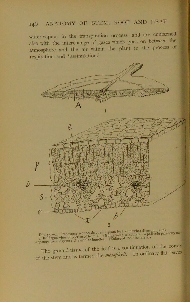 Fig. 7S-'j Transits* ; /■ faiisade p^encbym-i , i££EJ3#-T^te ■»'»- <“-*■* iimam) The ground-tissue of the leaf is a continuation of the co«e j of the stem and is termed the *«!0PhylI. In ordmary flat leaves! 146 ANATOMY OF STEM, ROOT AND LEAP water-vapour in the transpiration process, and are concerned also with the interchange of gases which goes on between the atmosphere and the air within the plant in the process o respiration and ‘ assimilation.’