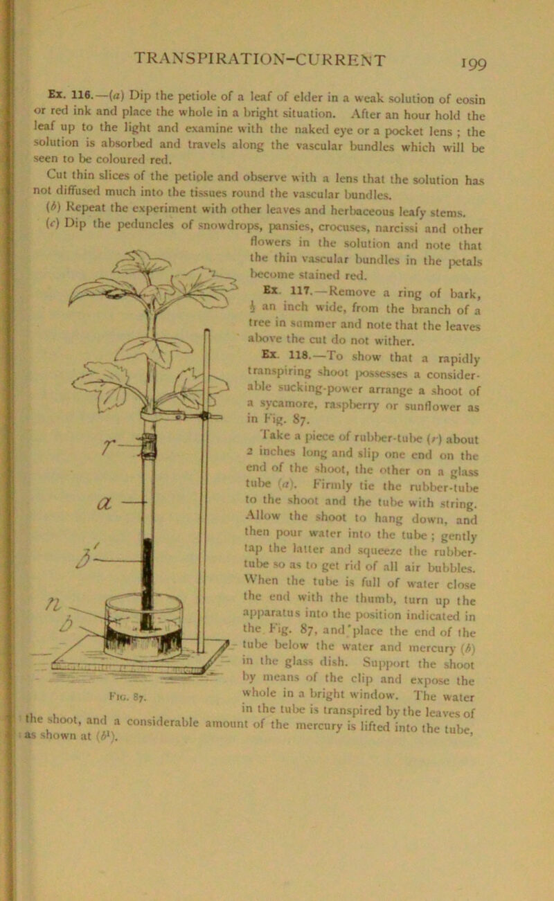 Ex. 116.—(a) Dip the petiole of a leaf of elder in a weak solution of eosin or red ink and place the whole in a bright situation. After an hour hold the leaf up to the light and examine with the naked eye or a pocket lens ; the solution is absorbed and travels along the vascular bundles which will be seen to be coloured red. Cut thin slices of the petiole and observe with a lens that the solution has not diffused much into the tissues round the vascular bundles. (b) Repeat the experiment with other leaves and herbaceous leafy stems. (r) Dip the peduncles of snowdrops, pansies, crocuses, narcissi and other flowers in the solution and note that the thin vascular bundles in the petals become stained red. Ex 117.—Remove a ring of bark, 4 an inch wide, from the branch of a tree in summer and note that the leaves above the cut do not wither. Ex. 118.—To show that a rapidly transpiring shoot possesses a consider- able sucking-power arrange a shoot of a sycamore, raspberry or sunflower as in Fig. 87. l ake a piece of rubber-tul>e (r) about 2 inches long and slip one end on the end of the shoot, the other on a glass tube (a). Firmly tie the rubber-tube to the shoot and the tube with string. Allow the shoot to hang down, and then pour water into the tube ; gently tap the latter and squeeze the rubber- tube so as to get rid of all air bubbles. When the tube is full of water close the end with the thumb, turn up the apparatus into the position indicated in the Fig. 87, and*place the end of the r tube below the water and mercury {A) in the glass dish. Support the shoot by means of the clip and expose the whole in a bright window. The water in the tube is transpired by the leaves of the shoot, and a considerable amount of the mercury is lifted into the tube as shown at ’ Fig. 87.