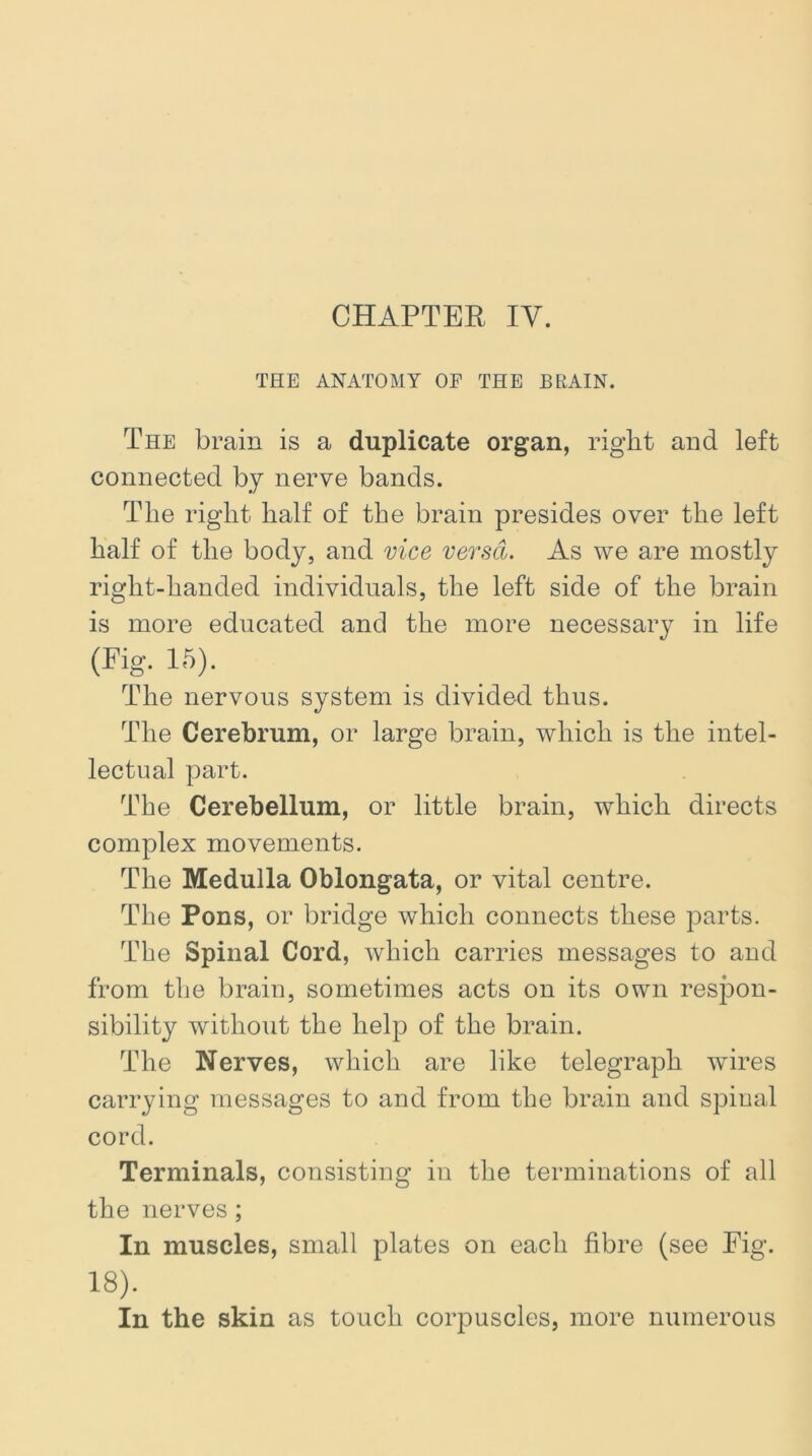 THE ANATOMY OF THE BRAIN. The brain is a duplicate organ, right and left connected by nerve bands. The right half of the brain presides over the left half of the body, and vice vevscl. As we are mostly right-handed individuals, the left side of the brain is more educated and the more necessary in life (Fig. 15). The nervous system is divided thus. The Cerebrum, or large brain, which is the intel- lectual part. The Cerebellum, or little brain, which directs complex movements. The Medulla Oblongata, or vital centre. The Pons, or bridge which connects these parts. The Spinal Cord, which carries messages to and from the brain, sometimes acts on its own respon- sibility without the help of the brain. The Nerves, which are like telegraph wires carrying messages to and from the brain and spinal cord. Terminals, consisting in the terminations of all the nerves; In muscles, small plates on each fibre (see Eig. 18). In the skin as touch corpuscles, more numerous