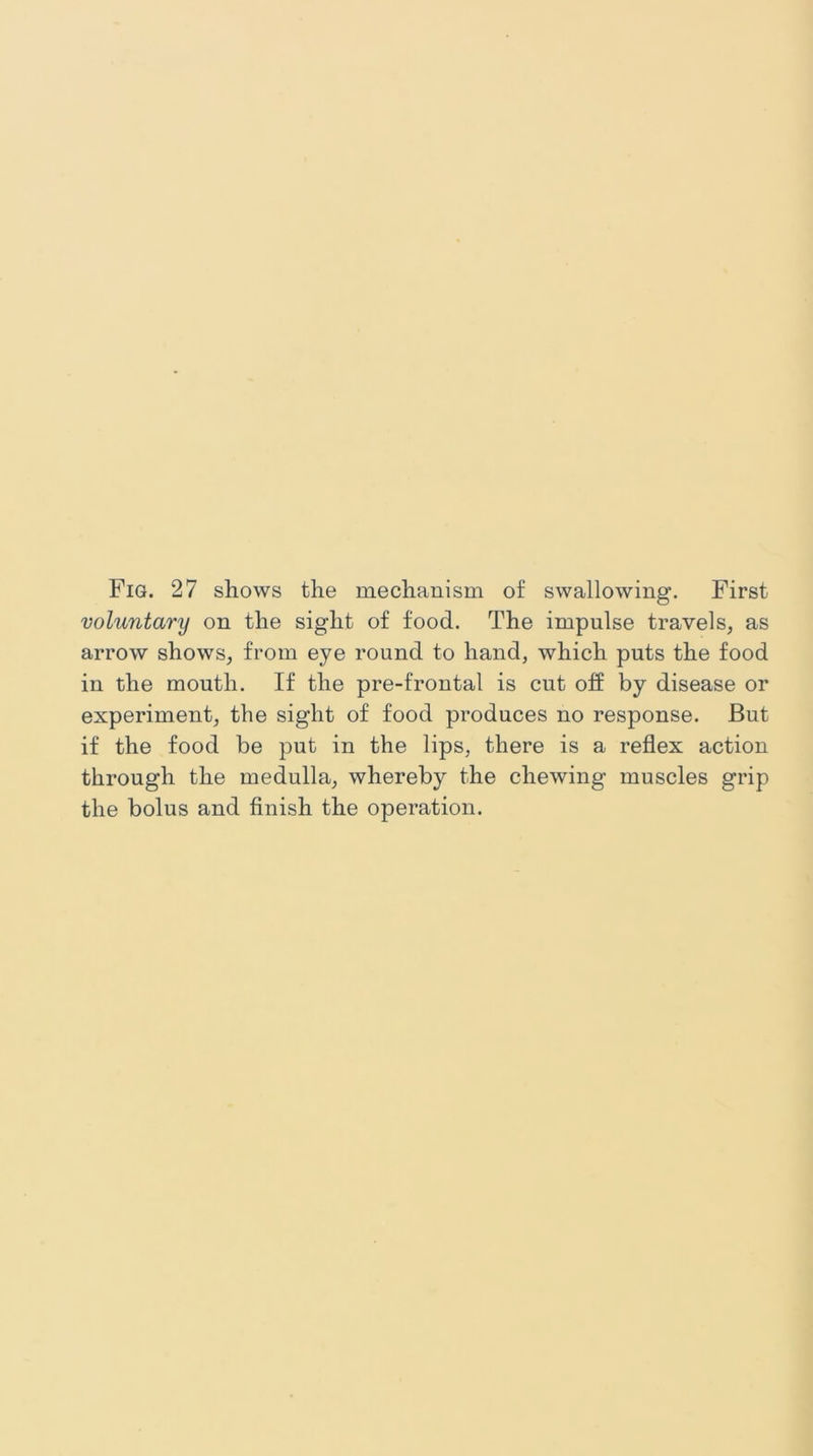 Fig. 27 shows the mechanism of swallowing. First voluntary on the sight of food. The impulse travels, as arrow shows, from eye round to hand, which puts the food in the mouth. If the pre-frontal is cut off by disease or experiment, the sight of food produces no response. But if the food be put in the lips, there is a reflex action through the medulla, whereby the chewing muscles grip the bolus and finish the operation.