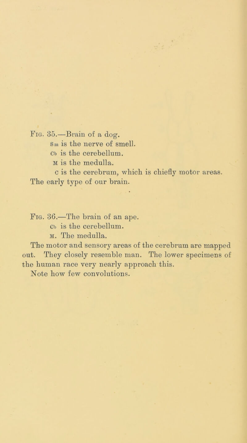Fig. 35.—Brain of a dog. Sm is the nerve of smell. Cb is the cerebellum. m is the medulla. c is the cerebrum, which is chiefly motor areas. The early type of our brain. Fig. 36.—The brain of an ape. Cb is the cerebellum. m. The medulla. The motor and sensory areas of the cerebrum are mapped out. They closely resemble man. The lower specimens of the human race very nearly approach this. Note how few convolutions.