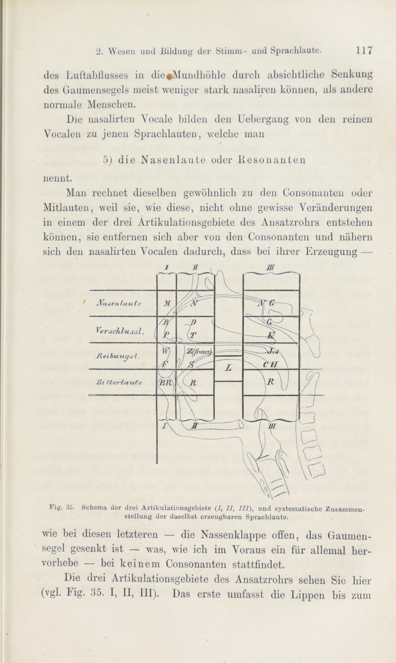 des Luftabflusses in die#Mundhöhle durch absichtliche Senkung des Gaumensegels meist weniger stark nasaliren können, als andere normale Menschen. Die nasalirten Yocale bilden den Uebergang von den reinen Vocalen zu jenen Sprachlauten, welche man ✓ 5) die Nasenlaute oder Resonanten nennt. Man rechnet dieselben gewöhnlich zu den Consonanten oder Mitlauten, weil sie, wie diese, nicht ohne gewisse Veränderungen in einem der drei Artikulationsgebiete des Ansatzrohrs entstehen können, sie entfernen sich aber von den Consonanten und nähern sich den nasalirten Vocalen dadurch, dass bei ihrer Erzeugung — Fig. 35. Schema der drei Artikulationsgebiete (/, II, III), und systematische Zusammen- stellung der daselbst erzeugbaren Sprachlaute. wie bei diesen letzteren — die Nassenklappe offen, das Gaumen- segel gesenkt ist — was, wie ich im Voraus ein für allemal her- vorhebe — bei keinem Consonanten stattfindet. Die drei Artikulationsgebiete des Ansatzrohrs sehen Sie hier (vgl. big. 35. I, II, III). Das erste umfasst die Lippen bis zum