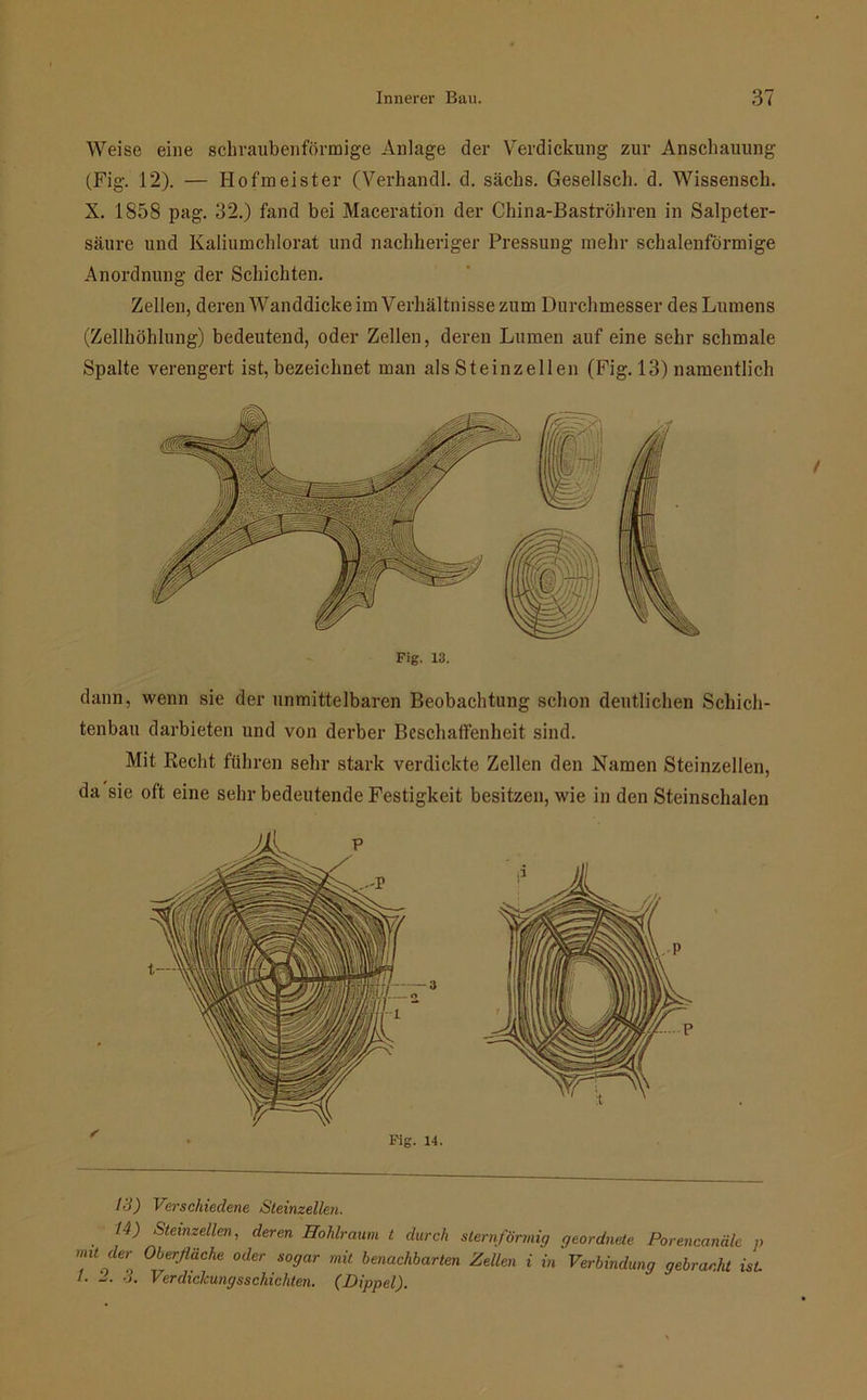 Weise eine schraubenförmige Anlage der Verdickung zur Anschauung (Fig. 12). — Hofmeister (Verhandl. d. sächs. Gesellsch. d. Wissensch. X. 1858 pag. 32.) fand bei Maceration der China-Baströhren in Salpeter- säure und Kaliumchlorat und nachheriger Pressung mein- schalenförmige Anordnung der Schichten. Zellen, deren Wanddicke im Verhältnisse zum Durchmesser des Lumens (Zellhöhlung) bedeutend, oder Zellen, deren Lumen auf eine sehr schmale Spalte verengert ist, bezeichnet man als Steinzellen (Fig. 13) namentlich dann, wenn sie der unmittelbaren Beobachtung schon deutlichen Schich- tenbau darbieten und von derber Beschaffenheit sind. Mit Recht führen sehr stark verdickte Zellen den Namen Steinzellen, da sie oft eine sehr bedeutende Festigkeit besitzen, wie in den Steinschalen 13) Verschiedene Steinzellen. 14) Steinzeilen, deren Hohlraum t durch sternförmig geordnete Porencanäle p mtlt der Oberfläche oder sogar mit benachbarten Zellen i in Verbindung gebracht ist /. '2. 3. Verdickungsschichten. (Dippel).