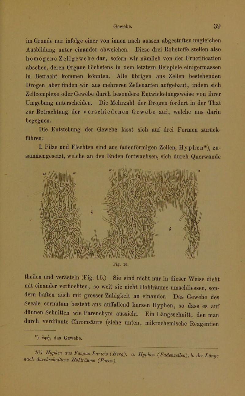 im Grunde nur infolge einer von innen nach aussen abgestuften ungleichen Ausbildung unter einander abweichen. Diese drei Rohstoffe stellen also homogene Zellgewebe dar, sofern wir nämlich von der Fructification absehen, deren Organe höchstens in dem letztem Beispiele einigermassen in Betracht kommen könnten. Alle übrigen aus Zellen bestehenden Drogen aber finden wir aus mehreren Zellenarten aufgebaut, indem sich Zellcomplexe oder Gewebe durch besondere Entwickelungsweise von ihrer Umgebung unterscheiden. Die Mehrzahl der Drogen fordert in der That zur Betrachtung der verschiedenen Gewebe auf, welche uns darin begegnen. Die Entstehung der Gewebe lässt sich auf drei Formen zurück- fiihren: I. Pilze und Flechten sind aus fadenförmigen Zellen, Hyphen*), zu- sammengesetzt, welche an den Enden fortwachsen, sich durch Querwände Fig. 16. theilen und verästeln (Fig. 16.) Sie sind nicht nur in dieser Weise dicht mit einander verflochten, so weit sie nicht Hohlräume umschliessen, son- dern haften auch mit grosser Zähigkeit an einander. Das Gewebe des Secale cornutum besteht aus auffallend kurzen Hyphen, so dass es auf ditunen Schnitten wie Parenchym aussieht. Ein Längsschnitt, den man durch verdünnte Chromsäure (siehe unten, mikrochemische Reagentien *) vcpt], das Gewebe. 16) HVPhen aus Fungus Laricis (Berg), a. Hyphen (Fadenzellen), b. der Länge nach durchschnittene Hohlräume (Poren).
