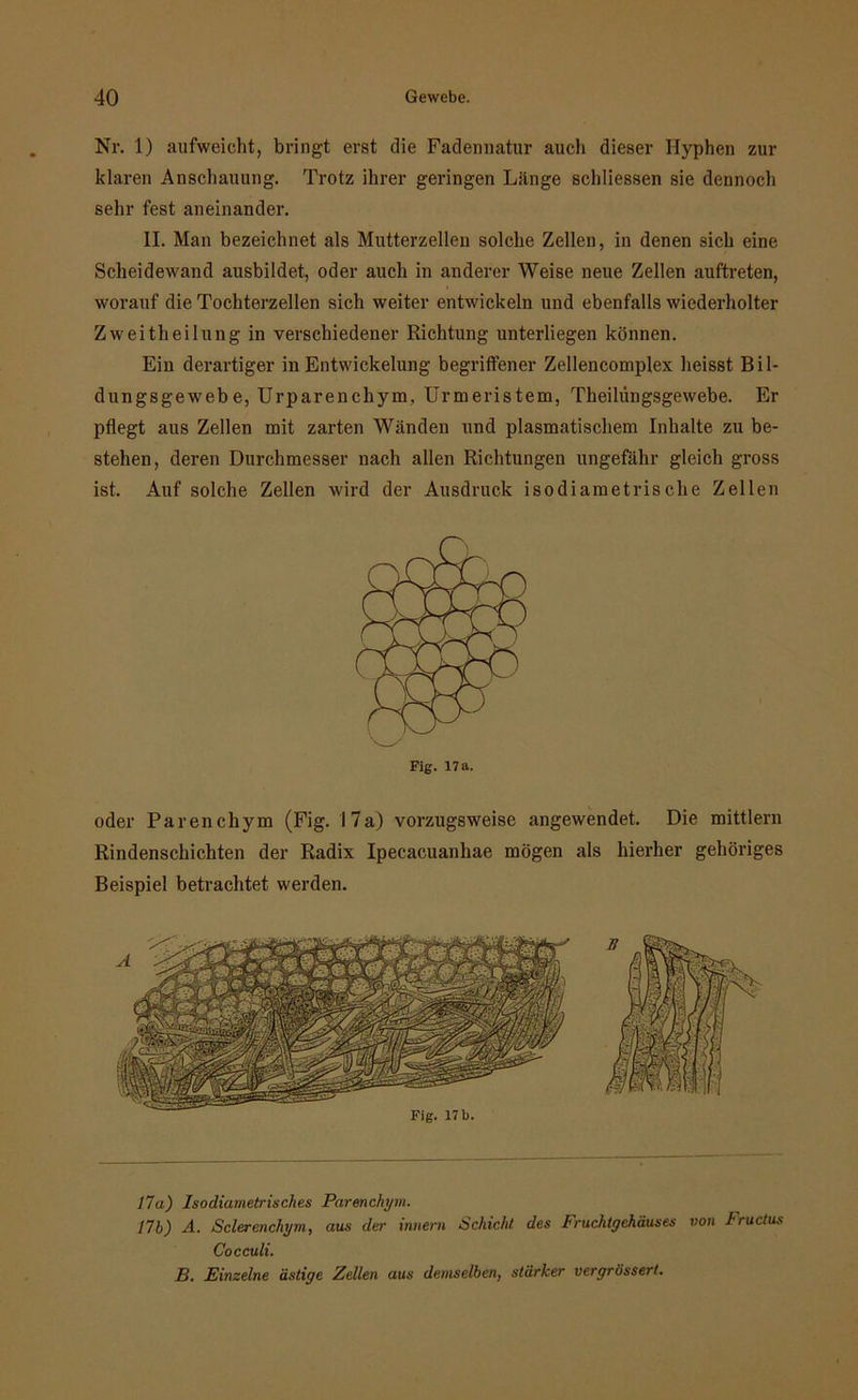 Nr. 1) aufweicht, bringt erst die Fadennatur auch dieser Hyphen zur klaren Anschauung. Trotz ihrer geringen Länge schliessen sie dennoch sehr fest aneinander. II. Man bezeichnet als Mutterzellen solche Zellen, in denen sich eine Scheidewand ausbildet, oder auch in anderer Weise neue Zellen auftreten, worauf die Tochterzellen sich weiter entwickeln und ebenfalls wiederholter Zweitheilung in verschiedener Richtung unterliegen können. Ein derartiger in Entwickelung begriffener Zellencomplex heisst Bil- dungsgewebe, Urparenchym, Urmeristem, Theilüngsgewebe. Er pflegt aus Zellen mit zarten Wänden und plasmatischem Inhalte zu be- stehen, deren Durchmesser nach allen Richtungen ungefähr gleich gross ist. Auf solche Zellen wird der Ausdruck isodiametrische Zellen oder Parenchym (Fig. 17a) vorzugsweise angewendet. Die mittlern Rindenschichten der Radix Ipecacuanhae mögen als hierher gehöriges Beispiel betrachtet werden. 17a) Isodiametrisches Parenchym. 17b) A. Sclerenchym, aus der innern Schicht des Fruchtgehäuses von Fructus Cocculi. B. Einzelne ästige Zellen aus demselben, stärker vergrössert.
