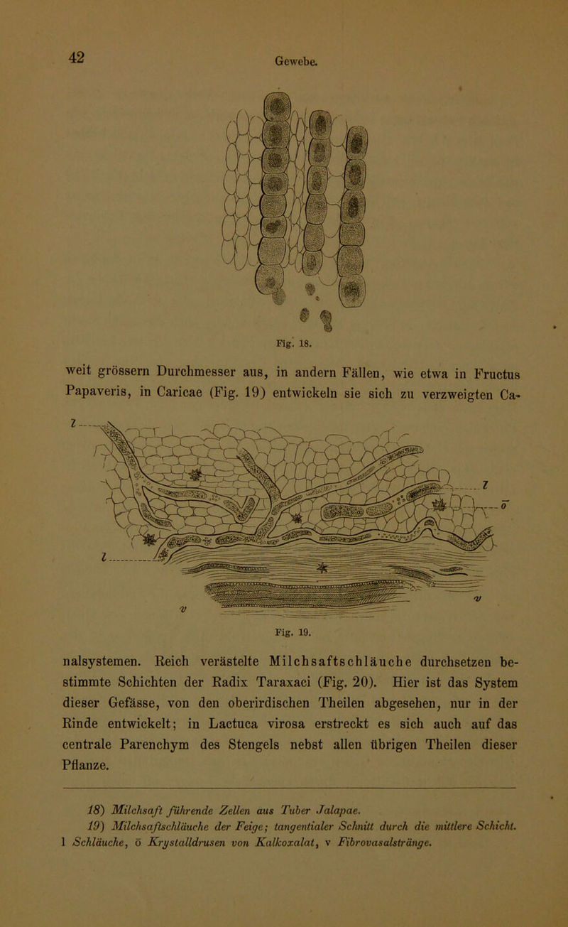 Fig. 19. nalsystemen. Reich verästelte Milchsaftschläuche durchsetzen be- stimmte Schichten der Radix Taraxaci (Fig. 20). Hier ist das System dieser Gefässe, von den oberirdischen Theilen abgesehen, nur in der Rinde entwickelt; in Lactuca virosa erstreckt es sich auch auf das centrale Parenchym des Stengels nebst allen übrigen Theilen dieser Pflanze. Figl 18. weit grossem Durchmesser aus, in andern Fällen, wie etwa in Fructus Papaveris, in Caricae (Fig. 19) entwickeln sie sich zu verzweigten Ca« 18) Milchsaft führende Zellen aus Tuber Jalapae. 10) Milchsaftschläuche der Feige; tangentialer Schnitt durch die mittlere Schicht. 1 Schläuche, ö Krystalldruscn von Kalkoxalat, v Fibrovasalstränge.