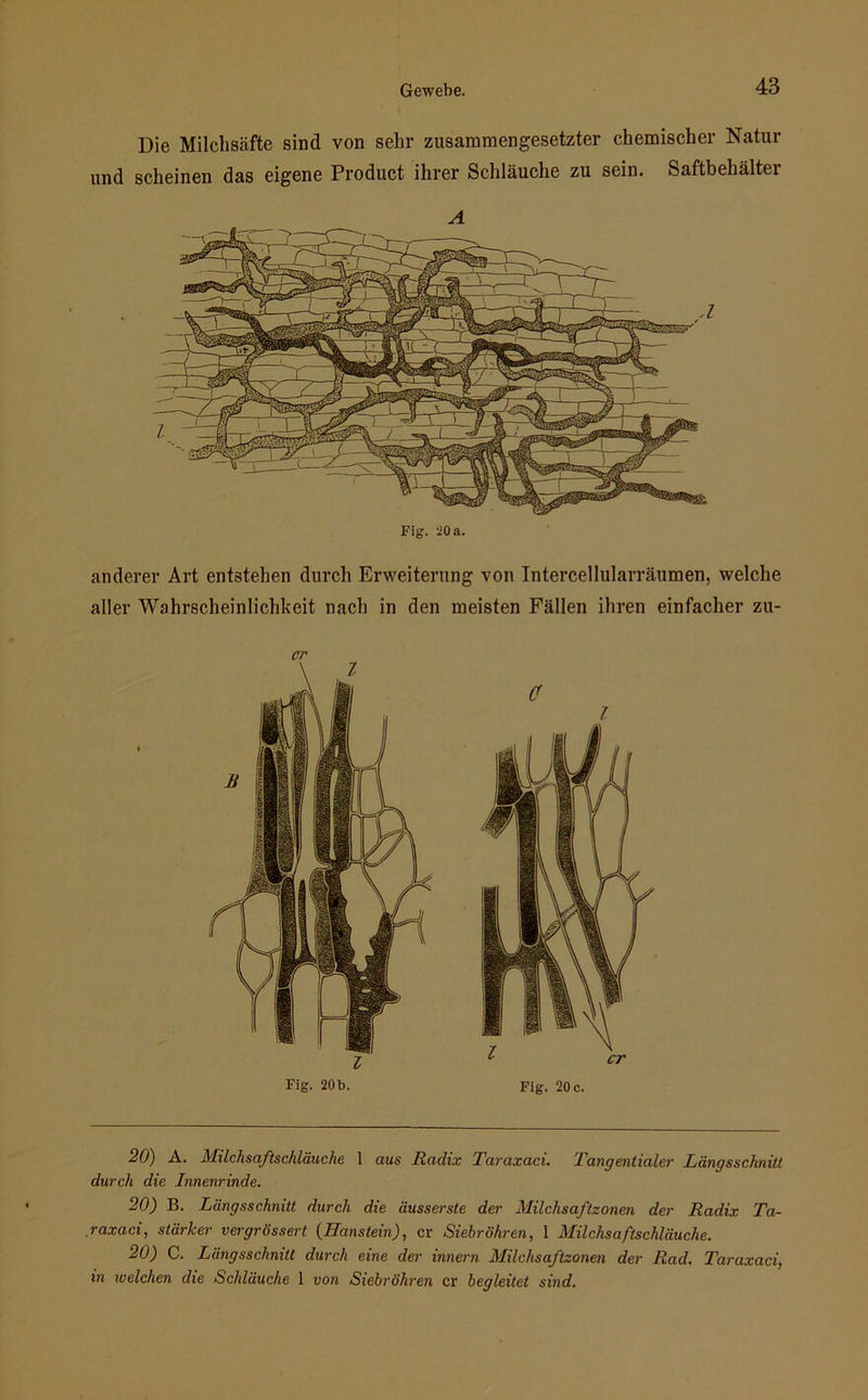 Die Milchsäfte sind von sehr zusammengesetzter chemischer Natur und scheinen das eigene Product ihrer Schlauche zu sein. Saftbehältei Fig. 20 a. anderer Art entstehen durch Erweiterung von Intercellularräumen, welche aller Wahrscheinlichkeit nach in den meisten Fällen ihren einfacher zu- cr Fig. 20 b. Fig. 20 c. 20) A. Milchsaftschläuche 1 aus Radix Tavaxaci. Tangentialer Längsschnitt durch die Innenrinde. 20) B. Längsschnitt durch die äusserste der Milchsaftzonen der Radix Ta- raxaci, stärker vergrössert {Haustein), er Siebröhren, 1 Milchsaftschläuche. 20) C. Längsschnitt durch eine der innern Milchsaftzonen der Rad. Taraxaci, in welchen die Schläuche 1 von Siebröhren er begleitet sind.