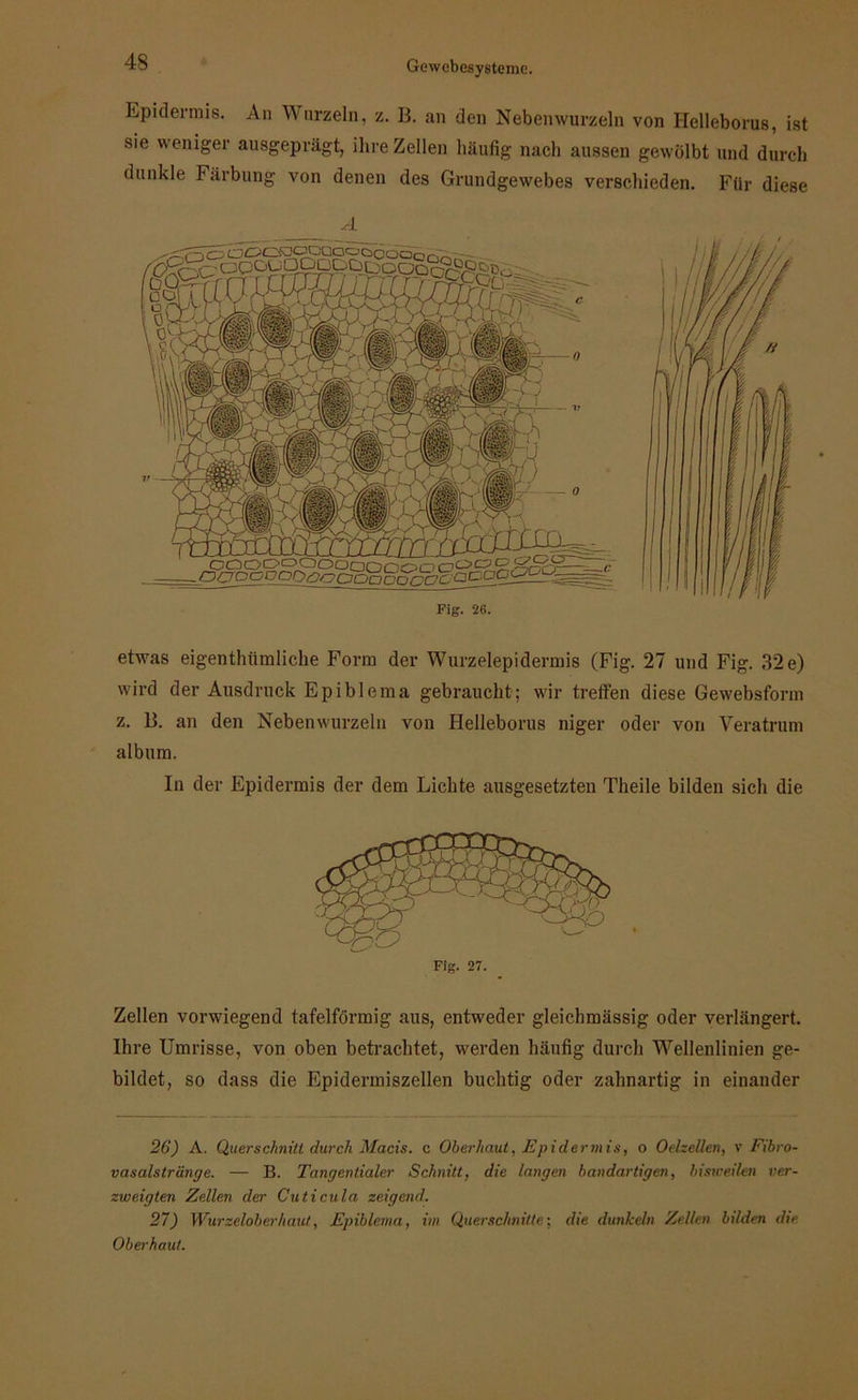 Epidermis. An Wurzeln, z. 13. an den Nebenwurzeln von Ilelleborus, ist sie weniger ausgeprägt, ihre Zellen häufig nach aussen gewölbt und durch dunkle Färbung von denen des Grundgewebes verschieden. Für diese Fig. 26. etwas eigentümliche Form der Wurzelepidermis (Fig. 27 und Fig. 32e) wird der Ausdruck Epiblema gebraucht; wir treffen diese Gewebsform z. 13. an den Nebenwurzeln von Helleborus niger oder von Veratrum album. In der Epidermis der dem Lichte ausgesetzten Theile bilden sich die Zellen vorwiegend tafelförmig aus, entweder gleichmässig oder verlängert. Ihre Umrisse, von oben betrachtet, werden häufig durch Wellenlinien ge- bildet, so dass die Epidermiszellen buchtig oder zahnartig in einander 26) A. Querschnitt durch Macis. e Oberhaut, Epidermis, o Oelzellen, v Fibro- vasalstrünge. — B. Tangentialer Schnitt, die langen bandartigen, bisweilen ver- zweigten Zellen der Cuticula zeigend. 27) Wurzeloberhaut, Epiblema, im Querschnitte; die dunkeln Zellen bilden die Oberhaut.