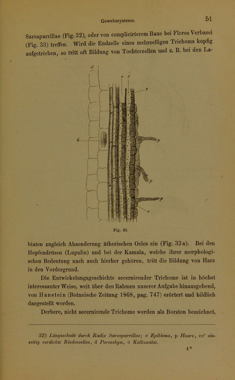 Sarsaparrillae (Fig. 32), oder von complicirterem Baue bei Flores Verbasei (Fig. 33) treffen. Wird die Endzeile eines mehrzelligen Trichoms kopfig aufgetrieben, so tritt oft Bildung von Tochterzellen und z. B. bei den La- biaten zugleich Absonderung ätherischen Oeles ein (Fig. 33 a). Bei den Hopfendrüsen (Lupulin) und bei der Kamala, welche ihrer morphologi- schen Bedeutung nach auch hierher gehören, tritt die Bildung von Harz in den Vordergrund. Die Entwickelungsgeschichte secernirender Trichome ist in höchst interessanterWeise, weit über den Rahmen unserer Aufgabe hinausgehend, von Han stein (Botanische Zeitung 1868, pag. 747) erörtert und bildlich dargestellt worden. Derbere, nicht secernirende Trichome werden als Borsten bezeichnet, 32) Längsschnitt durch Radix Sarsaparrillae; e Epiblema, p Haare, cc' ein- seitig verdickte Rindenzellen, d Parenchym, o Kalkoxalat.