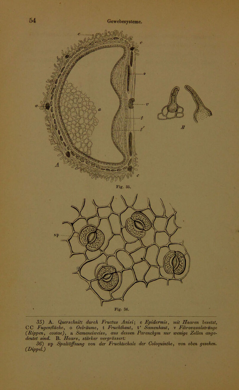 Fig. 35. Ji Fig. 36. 35) A. Querschnitt durch Fructus Anisi; e Epidermis, mit Haaren besetzt, CC Fugen fläche, o Oelräume, t Fruchthaut, t' Samenhaut, v Fibrovasalstränge (Rippen, costae), a Sameneiweiss, aus dessen Parenchym nur wenige Zellen ange- deutet sind. B. Haare, stärker vergrössert. 36) sp Spaltöffnung von der Fruchtschale der Coloquinthe, von oben gesehen. (Dippel.)