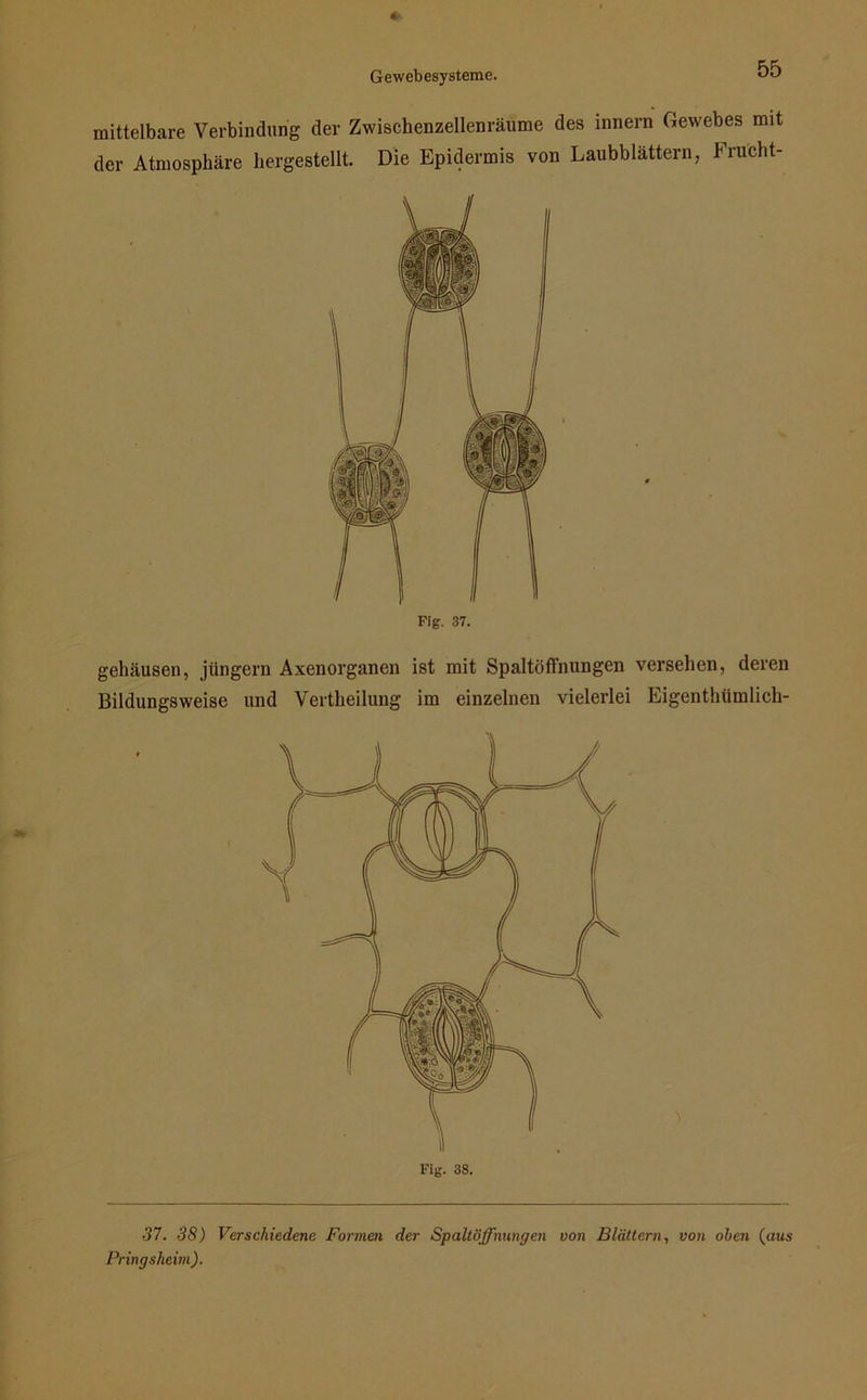 mittelbare Verbindung der Zwischenzellenräume des innern Gewebes mit der Atmosphäre hergestellt. Die Epidermis von Laubblättern, Frucht- gehäusen, jüngern Axenorganen ist mit Spaltöffnungen versehen, deren Bildungsweise und Vertheilung im einzelnen vielerlei Eigentlnimlich- Fig. 38. 37. 38) Verschiedene Formen der Spaltöffnungen von Blättern, von oben (aus Bring sheim).