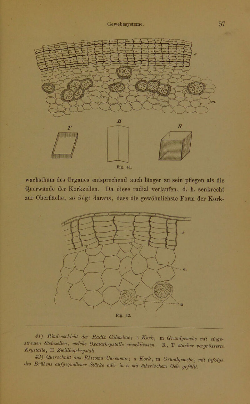 Fig. 41. wachsthum des Organes entsprechend auch länger zu sein pflegen als die Querwände der Korkzellen. Da diese radial verlaufen, d. h. senkrecht zur Oberfläche, so folgt daraus, dass die gewöhnlichste Form der Kork- m 41) Rindenschicht der Radix Calumbae; s Kork, m Grundgewebe mit einge- streuten Steinzellen, welche Oxalatkrystalle einschliessen. R, T stärker vergrösserte Kry stalle, H Zwilling skry stall. 42) Querschnitt aus Rhizoma Curcumae; s Kork, m Grundgewebe, mit infolge des Brühens aufgequollener Stärke oder in a mit ätherischem Oele gefüllt.