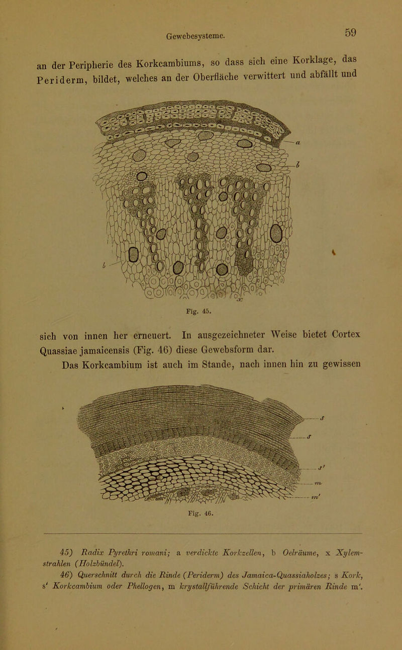 an der Peripherie des Korkcambiums, so dass sich eine Korklage, das Peridenn, bildet, welches an der Oberfläche verwittert und abfallt und Fig. 45. sich von innen her erneuert. In ausgezeichneter Weise bietet Cortex Quassiae jamaicensis (Fig. 46) diese Gewebsform dar. Das Korkcambium ist auch im Stande, nach innen hin zu gewissen 45) Radix Pyrethri romani; a verdickte Korkzellen, b Oelräume, x Xylem- strahlen (Holzhandel). 46) Querschnitt durch die Rinde (Periderm) des Jamaica-Quassiaholzes; s Kork, s' Korkcambium oder Phellogen, m krystallführende Schicht der primären Rinde m‘.