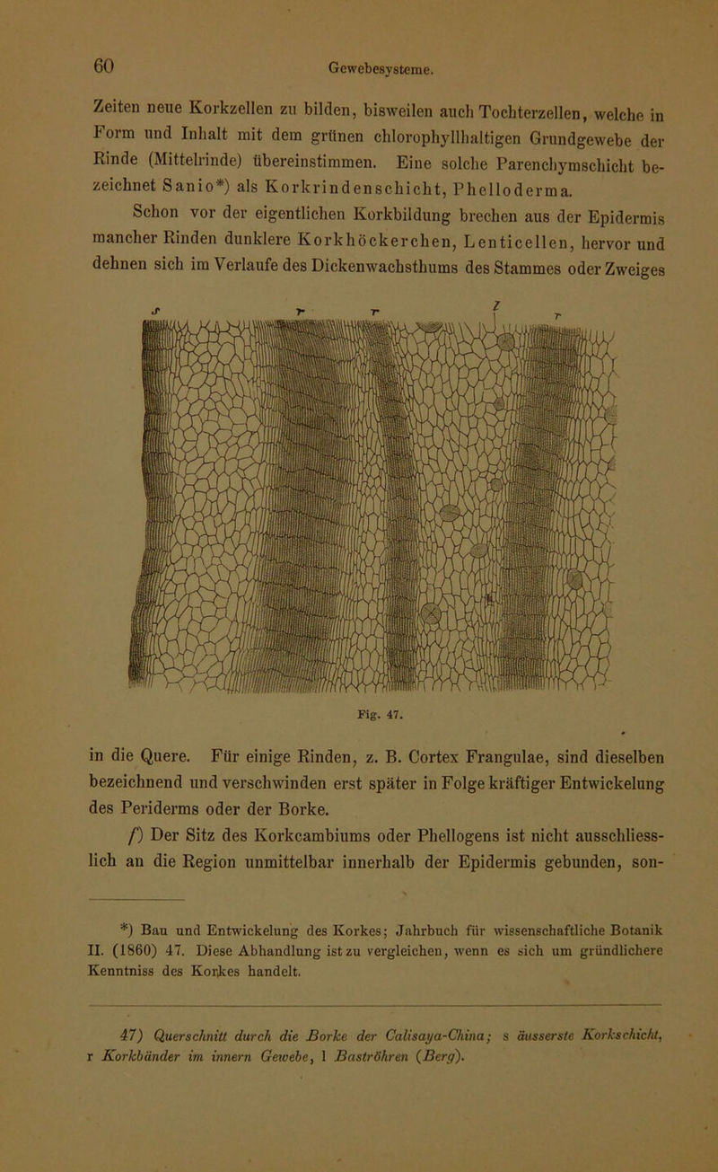 Zeiten neue Korkzellen zu bilden, bisweilen auch Tochterzellen, welche in Form und Inhalt mit dem grünen chlorophyllhaltigen Grundgewebe der Rinde (Mittelrinde) übereinstimmen. Eine solche Parenchymschicht be- zeichnet Sanio*) als Korkrindenschicht, Phelloderma. Schon vor der eigentlichen Korkbildung brechen aus der Epidermis mancher Rinden dunklere Korkköckerchen, Lenticellen, hervor und dehnen sich im Verlaufe des Dickenwachsthums des Stammes oder Zweiges Fig. 47. in die Quere. Für einige Rinden, z. B. Cortex Frangulae, sind dieselben bezeichnend und verschwinden erst später in Folge kräftiger Entwickelung des Periderms oder der Borke. f) Der Sitz des Korkcambiums oder Phellogens ist nicht ausschliess- lich an die Region unmittelbar innerhalb der Epidermis gebunden, son- *) Bau und Entwickelung des Korkes; Jahrbuch für wissenschaftliche Botanik II. (1860) 47. Diese Abhandlung ist zu vergleichen, wenn es sich um gründlichere Kenntniss des Korkes handelt. 47) Querschnitt durch die Borke der Calisaya-China; s äusserste Korkschicht, r Korkbänder im innern Gewebe, 1 Baströhren (Berg).