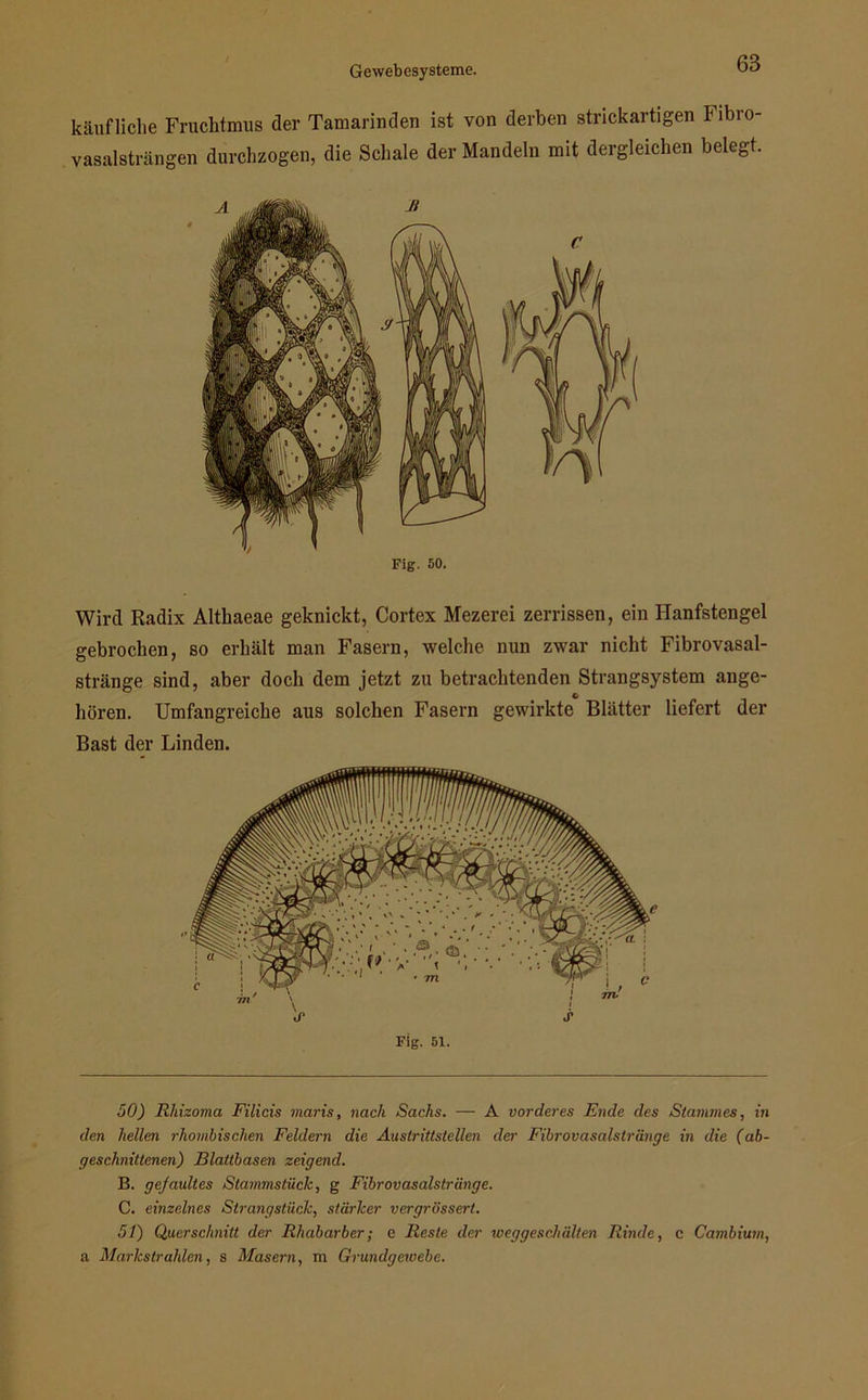 käufliche Fruchtmus der Tamarinden ist von derben strickartigen Fibro- vasalsträngen durchzogen, die Schale der Mandeln mit dergleichen belegt. Fig. 50. Wird Radix Althaeae geknickt, Cortex Mezerei zerrissen, ein ITanfstengel gebrochen, so erhält man Fasern, welche nun zwar nicht Fibrovasal- stränge sind, aber doch dem jetzt zu betrachtenden Strangsystem ange- hören. Umfangreiche aus solchen Fasern gewirkte Blätter liefert der Bast der Linden. 50) Rhizoma Filicis maris, nach Sachs. — A vorderes Ende des Stammes, in den hellen rhombischen Feldern die Austrittstellen der Fibrovasalstrlinge in die (ab- geschnittenen) Blattbasen zeigend. B. gejaultes Stammstück, g Fibrovasalstränge. C. einzelnes Strangstück, stärker vergrössert. 51) Querschnitt der Rhabarber; e Reste der weggeschälten Rinde, c Cambium, a Markstrahlen, s Masern, m Grundgewebe.
