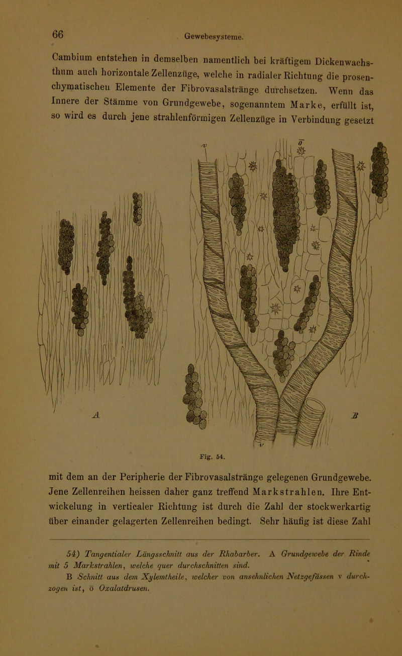 Cambium entstehen in demselben namentlich bei kräftigem Dickenwachs- tlnim auch horizontale Zellenzüge, welche in radialer Richtung die prosen- chymatischeu Elemente der Fibrovasalstränge durchsetzen. Wenn das Innere der Stämme von Grundgewebe, sogenanntem Marke, erfüllt ist, so wird es durch jene strahlenförmigen Zellenzüge in Verbindung gesetzt Fig. 54. mit dem an der Peripherie der Fibrovasalstränge gelegenen Grundgewebe. Jene Zellenreihen heissen daher ganz treffend Mark strahlen. Ihre Ent- wickelung in verticaler Richtung ist durch die Zahl der stockwerkartig über einander gelagerten Zellenreihen bedingt. Sehr häufig ist diese Zahl 54) Tangentialer Längsschnitt aus der Rhabarber. A Grundgewebe der Rinde mit 5 Markstrahlen, welche quer durchschnitten sind. B Schnitt aus dem Xg lernt heile, welcher von ansehnlichen Netzgeßissen v durch- zogen ist, o Oxalatdrusen.