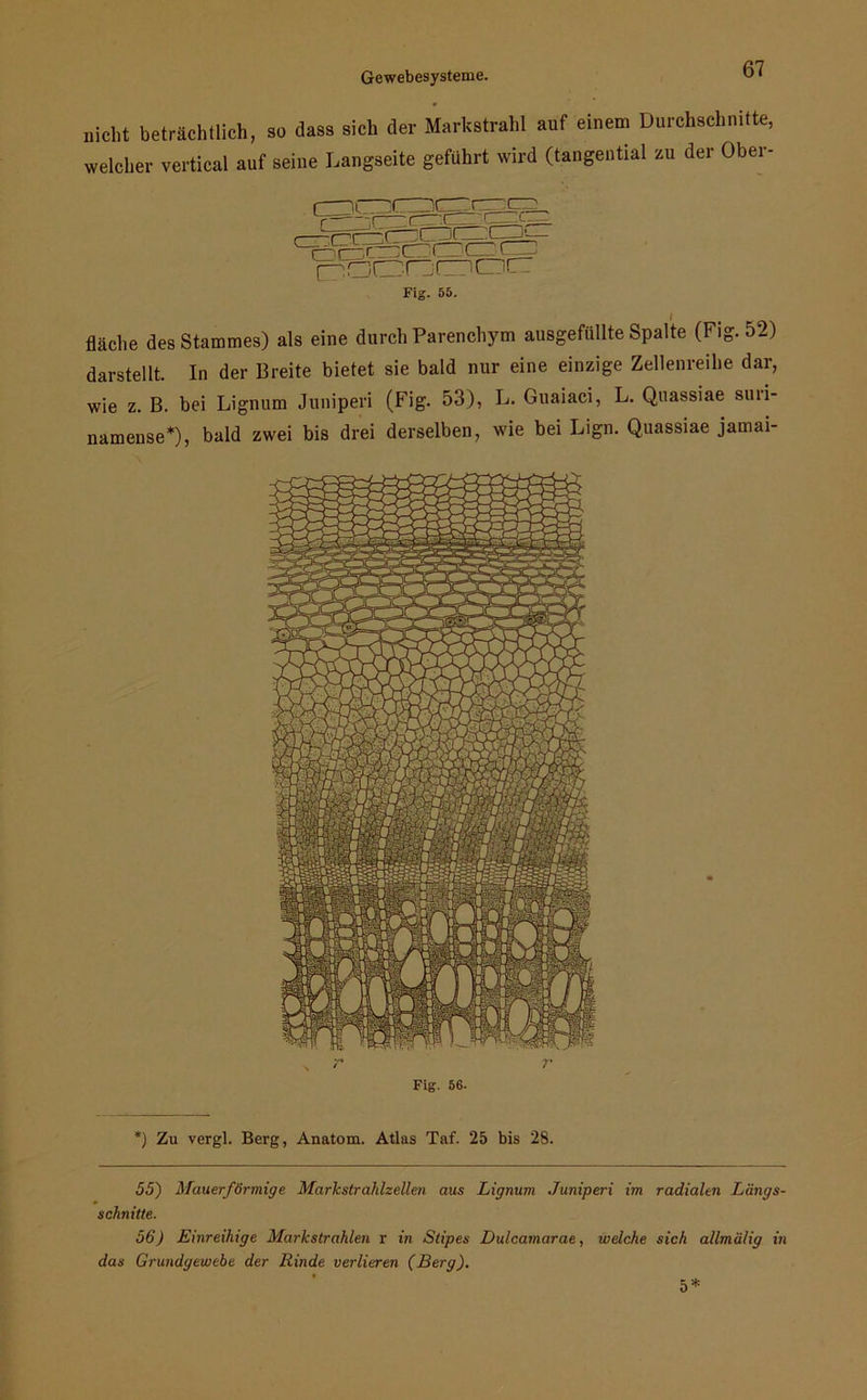 nicht beträchtlich, so dass sich der Markstrahl auf einem Durchschnitte, welcher vertical auf seine Langseite geführt wird (tangential zu der Ober- (^iCDdr.riir icitict Fig. 55. fläche des Stammes) als eine durch Parenchym ausgefüllte Spalte (Fig. 52) darstellt. In der Breite bietet sie bald nur eine einzige Zellenreihe dar, wie z. B. bei Lignum Juniperi (Fig. 53), L. Guaiaci, L. Quassiae suii- namense*), bald zwei bis drei derselben, wie bei Lign. Quassiae jamai- Fig. 56- *) Zu vergl. Berg, Anatom. Atlas Taf. 25 bis 28. 55) Mauerförmige Markstrahlzellen aus Lignum Juniperi im radialen Längs- schnitte. 56) Einreihige Markstrahlen r in Slipes Dulcamarae, welche sich allmälig in das Grundgewebe der Rinde verlieren (Berg). 5*