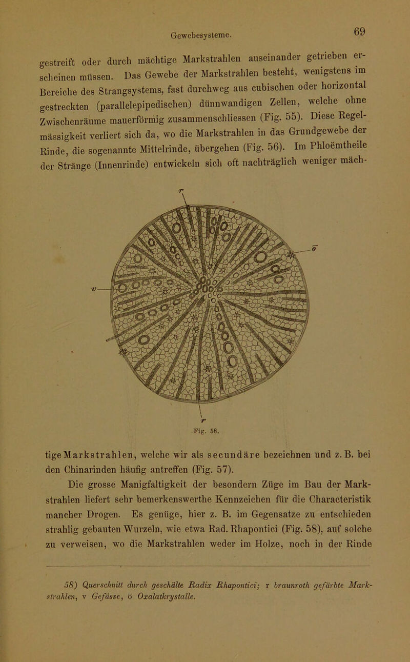 gestreift oder durch mächtige Markstrahlen auseinander getrieben er- scheinen müssen. Das Gewebe der Markstrahlen besteht, wenigstens im Bereiche des Strangsystems, fast durchweg aus cubischen oder horizontal gestreckten (parallelepipedischen) dünnwandigen Zellen, welche ohne Zwischenräume mauerförmig Zusammenschlüssen (Fig. 55). Diese Regel- mässigkeit verliert sich da, wo die Markstrahlen in das Grundgewebe der Rinde, die sogenannte Mittelrinde, übergehen (Fig. 56). Im Phloemtheile der Stränge (Innenrinde) entwickeln sich oft nachträglich weniger mäcli- r \ r Fig. 58. tigeMarkstrahlen, welche wir als secundäre bezeichnen und z. B. bei den Chinarinden häufig antrefFen (Fig. 57). Die grosse Manigfaltigkeit der besondern Züge im Bau der Mark- strahlen liefert sehr bemerkenswerthe Kennzeichen für die Oharacteristik mancher Drogen. Es genüge, hier z. B. im Gegensätze zu entschieden strahlig gebauten Wurzeln, wie etwa Rad. Rhapontici (Fig. 58), auf solche zu verweisen, wo die Markstrahlen weder im Holze, noch in der Rinde 58) Querschnitt durch geschälte Radix Rhapontici; r braunroth gefärbte Mark- strahlen, v Ge/ässe, ö Oxalatkrystalle.