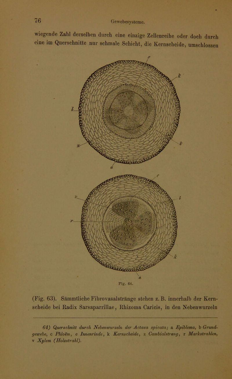 wiegende Zahl derselben durch eine einzige Zellenreihe oder doch durch eine im Querschnitte nur schmale Schicht, die Kernscheide, umschlossen i (Fig. 63). Sämmtliche Fibrovasalstränge stehen z. B. innerhalb der Kern- scheide bei Radix Sarsaparrillae, Rhizoma Caricis, in den Nebenwurzeln 64) Querschnitt durch Nebenwurzeln der Actaea spicata; a Epiblema, b Grund- gewebe, c Phloem, e Innenrinde, k Kernscheide, z Cambialstrang, r Markstrahlen, v Xylem (Uolzstrahl).