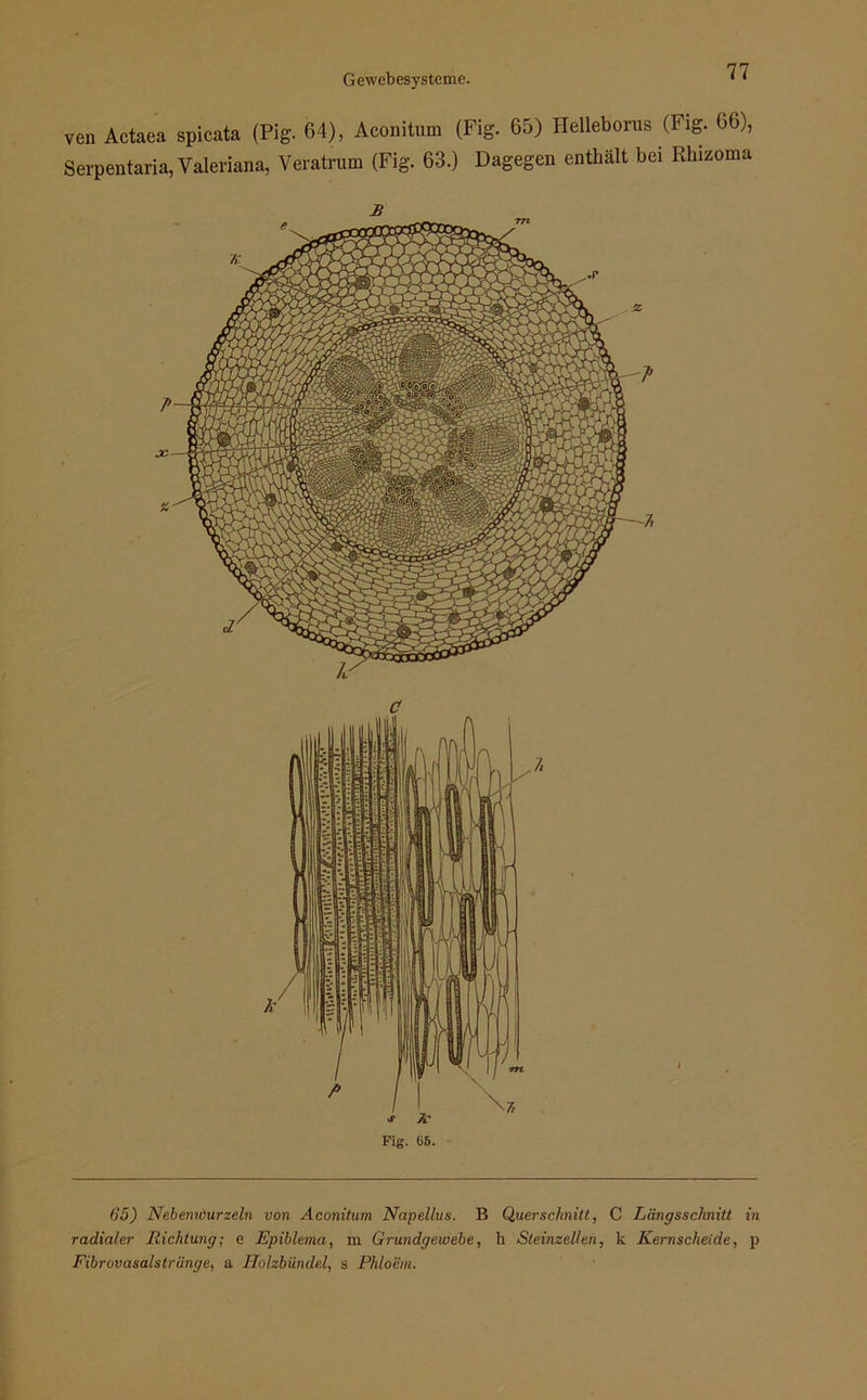 ven Actaea spicata (Pig. 64), Aconitum (Fig. 65) Helleborus (Fig. 66), Serpentaria, Valeriana, Veratrum (Fig. 63.) Dagegen enthält bei Rhizoma c Fig. 65. 7, 65) Nebenuöurzeln von Aconitum Napellus. B Querschnitt, C Längsschnitt in radialer Richtung; e Epiblema, m Grundgewebe, h Steinzellen, k Kernscheide, p Fibrovasalstrünge, a Holzbiindel, s Phloem.