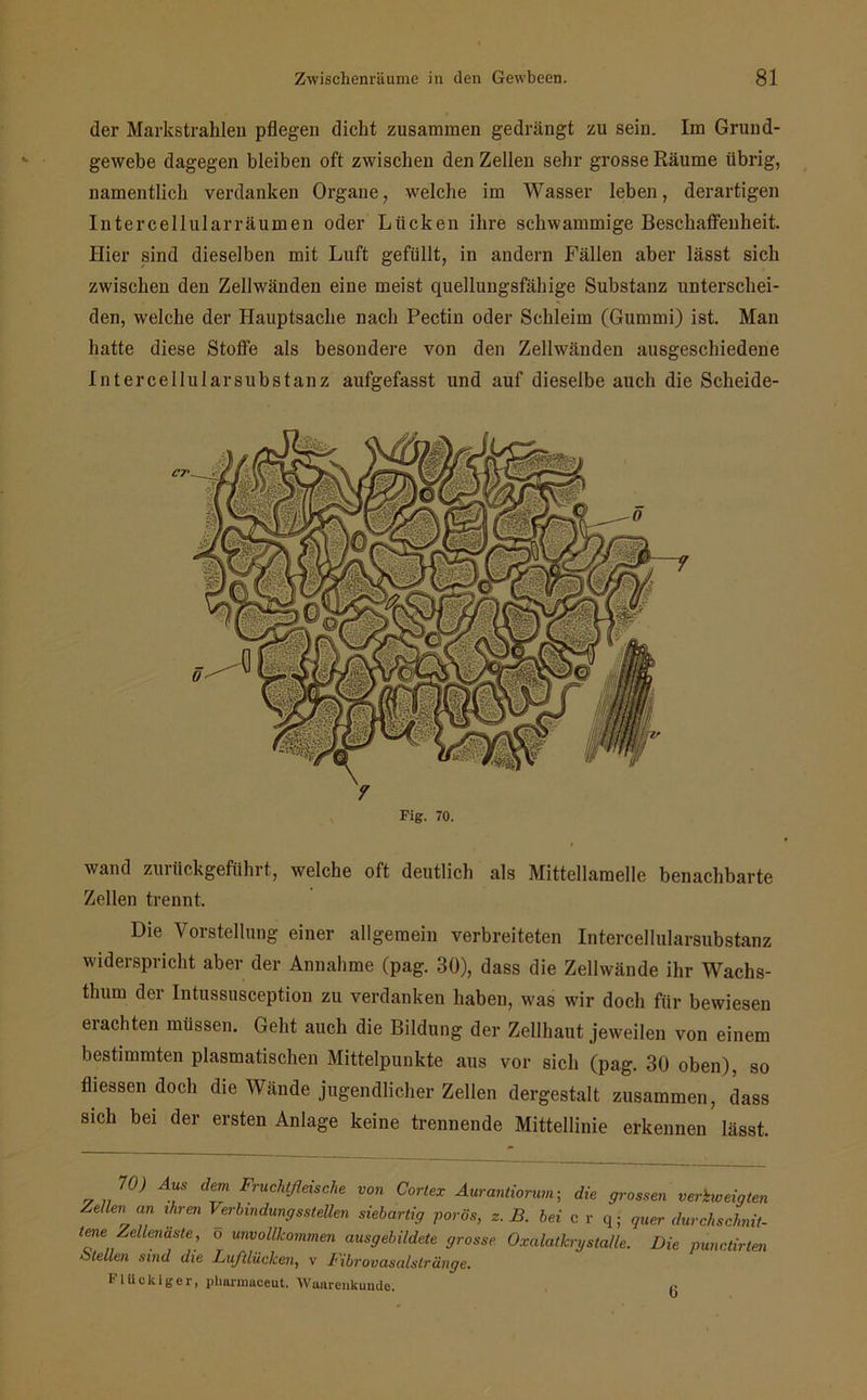 der Markstrahlen pflegen dicht zusammen gedrängt zu sein. Im Grund- gewebe dagegen bleiben oft zwischen den Zellen sehr grosse Räume übrig, namentlich verdanken Organe, welche im Wasser leben, derartigen Intercellularräumen oder Lücken ihre schwammige Beschaffenheit. Hier sind dieselben mit Luft gefüllt, in andern Fällen aber lässt sich zwischen den Zellwänden eine meist quellungsfähige Substanz unterschei- den, welche der Hauptsache nach Pectin oder Schleim (Gummi) ist. Man hatte diese Stoffe als besondere von den Zellwänden ausgeschiedene Intercellularsubstanz aufgefasst und auf dieselbe auch die Scheide- f Fig. 70. wand zurückgeführt, welche oft deutlich als Mittellamelle benachbarte Zellen trennt. Die Vorstellung einer allgemein verbreiteten Intercellularsubstanz widerspricht aber der Annahme (pag. 30), dass die Zellwände ihr Wachs- thum der Intussusception zu verdanken haben, was wir doch für bewiesen eiachten müssen. Geht auch die Bildung der Zellhaut jeweilen von einem bestimmten plasmatischen Mittelpunkte aus vor sich (pag. 30 oben), so fliessen doch die Wände jugendlicher Zellen dergestalt zusammen, dass sich bei der ersten Anlage keine trennende Mittellinie erkennen lässt. 0> us de™ Fruchtfleische von Cortex Aurantiorum; die grossen verzweigten Zellen an ihren Verbindungsstellen siebartig porös, z. B. bei crq; quer durchschnit- tene Zellen aste, o unvollkommen ausgebildete grosse Oxalatkry stalle. Die punctirten Stellen sind die Luftlücken, v Fibrovasalstränge. Fliickiger, plianmiceut. Wanrenkundo. <•