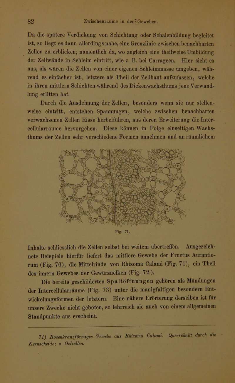 Da die spätere Verdickung von Schichtung oder Schalenbildung begleitet ist, so liegt es dann allerdings nahe, eine Grenzlinie zwischen benachbarten Zellen zu erblicken, namentlich da, wo zugleich eine theilweise Umbildung der Zellwände in Schleim eintritt, wie z. B. bei Carrageen. Hier sieht es aus, als wären die Zellen von einer eigenen Schleimmasse umgeben, wäh- rend es einfacher ist, letztere als Theil der Zellhaut aufzufassen, welche in ihren mittlern Schichten während des Dickenwachsthums jene Verwand- lung erlitten hat. Durch die Ausdehnung der Zellen, besonders wenn sie nur stellen- weise eintritt, entstehen Spannungen, welche zwischen benachbarten verwachsenen Zellen Risse herbeifiihren, aus deren Erweiterung die Inter- cellularräume hervorgehen. Diese können in Folge einseitigen Wachs- thums der Zellen sehr verschiedene Formen annehmen und an räumlichem Inhalte schliesslich die Zellen selbst bei weitem übertreffen. Ausgezeich- nete Beispiele hierfür liefert das mittlere Gewebe der Fructus Aurantio- rum (Fig. 70), die Mittelrinde von Rhizoma Calami (Fig. 71), ein Theil des innern Gewebes der Gewürznelken (Fig. 72.). Die bereits geschilderten Spaltöffnungen gehören als Mündungen der Intercellularräume (Fig. 73) unter die manigfaltigen besondern Ent- wickelungsformen der letztem. Eine nähere Erörterung derselben ist fiir unsere Zwecke nicht geboten, so lehrreich sie auch von einem allgemeinen Standpunkte aus erscheint. 11) Rosenkranzförmiges Gewebe aus Rhizoma Calami. Querschnitt durch die Kernscheide; o Oelzellen.