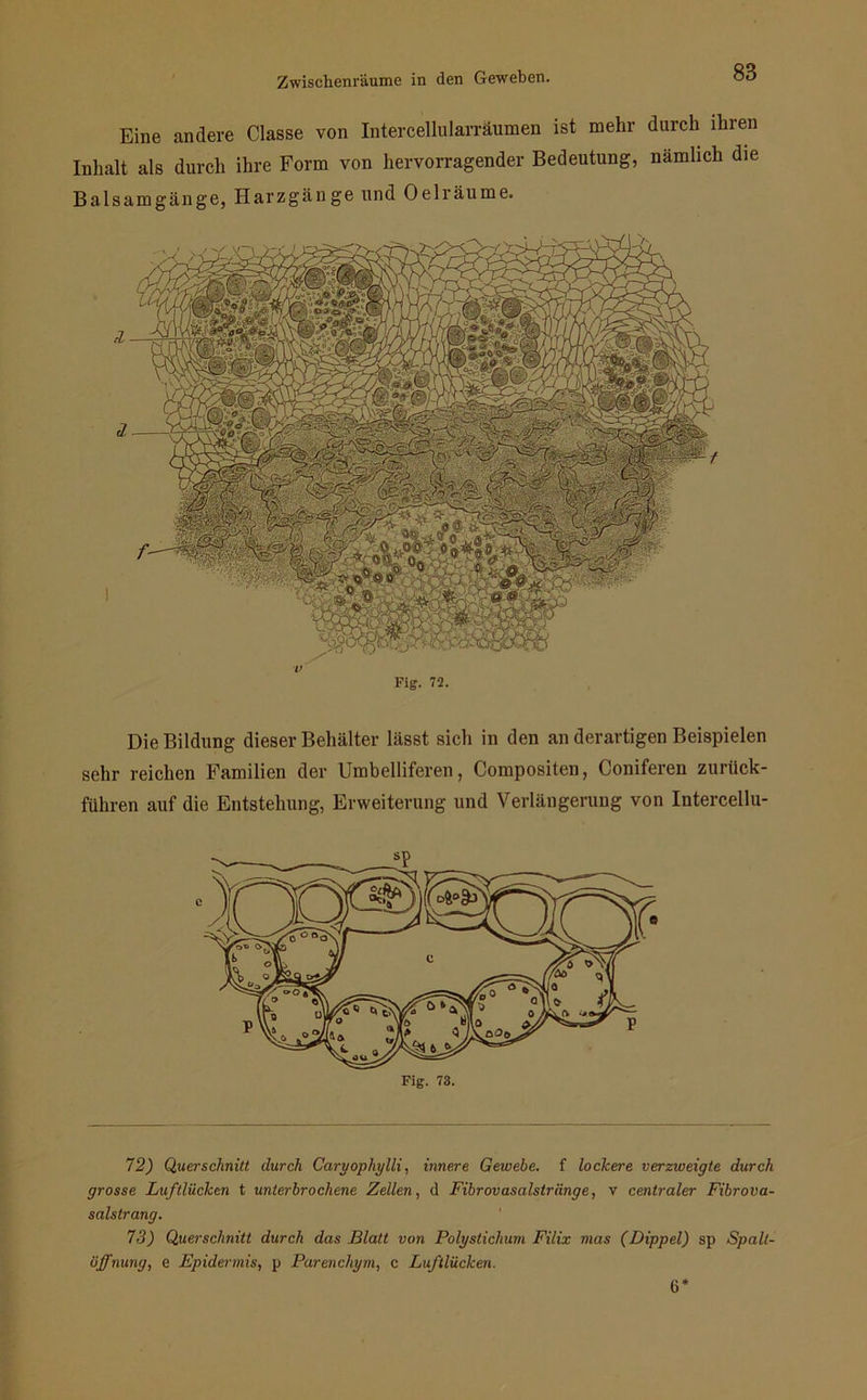Eine andere Classe von Intercellularräumen ist mehr durch ihren Inhalt als durch ihre Form von hervorragender Bedeutung, nämlich die Balsamgänge, Harzgänge und Oelräume. Fig. 72. Die Bildung dieser Behälter lässt sich in den an derartigen Beispielen sehr reichen Familien der Umbelliferen, Compositen, Coniferen zurück- führen auf die Entstehung, Erweiterung und Verlängerung von Intercellu- 72) Querschnitt durch Caryophylli, innere Gewebe, f loclcere verzweigte durch grosse Luftlücken t unterbrochene Zellen, d Fibrovasalstriinge, v centraler Fibrova- salstrang. 73) Querschnitt durch das Blatt von Polystichum Filix mas (Dippel) sp Spalt- öffnung, e Epidermis, p Parenchym, c Luftlücken. 6*