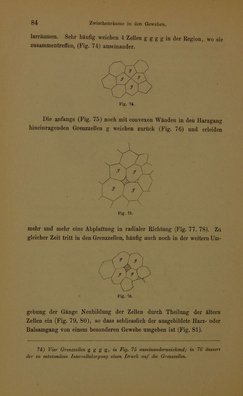 larräumen. ®e^,r häufig weichen 4 Zellen g g g g in der Region, wo sie Zusammentreffen, (Fig. 74) auseinander. Die anfangs (Fig. 75) noch mit convexen Wänden in den Harzgang hineinragenden Grenzzellen g weichen zurück (Fig. 76) und erleiden mehr und mehr eine Abplattung in radialer Richtung (Fig. 77. 78). Zu gleicher Zeit tritt in den Grenzzellen, häufig auch noch in der weitern Um- gebung der Gänge Neubildung der Zellen durch Theilung der altern Zellen ein (Fig. 79, 80), so dass schliesslich der ausgebildete Harz- oder Balsamgang von einem besonderen Gewebe umgeben ist (Fig. 81). 74) Vier Grenzzellen g g g g, in Fig. 75 auseinanderweichend; in 76 äussert der so entstandene Inter cellular gang einen Druck auf die Grmzzellen.