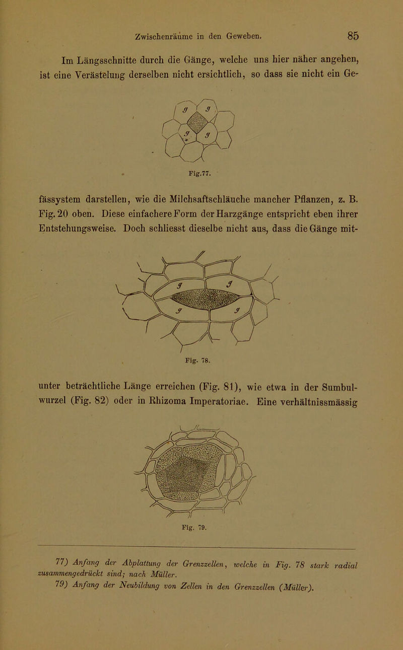 Im Längsschnitte durch die Gänge, welche uns hier näher angehen, ist eine Verästelung derselben nicht ersichtlich, so dass sie nicht ein Ge- fässystem darstellen, wie die Milchsaftschläuche mancher Pflanzen, z. B. Fig. 20 oben. Diese einfachere Form der Harzgänge entspricht eben ihrer Entstehungsweise. Doch schliesst dieselbe nicht aus, dass die Gänge mit- unter beträchtliche Länge erreichen (Fig. 81), wie etwa in der Sumbul- wurzel (Fig. 82) oder in Rhizoma Imperatoriae. Eine verhältnissmässig Fig. '9. 77) Anfang der Abplattung der Grenzzellen, welche in Fig. 78 stark radial zusammengedrückt sind; nach Müller. 7.9) Anfang der Neubildung von Zellen in den Grenzzellen (Müller).