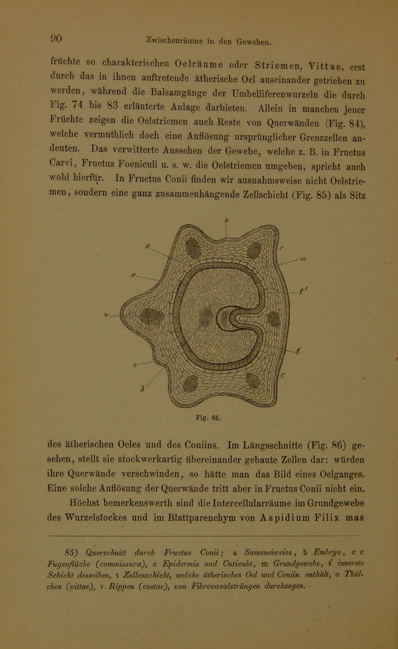 fruchte so charakterischen Oelräume oder Striemen, Vittae, erst dmch das in ihnen auftretende ätherische Oel auseinander getrieben zu weiden, während die Balsamgänge der Umbelliferenwurzeln die durch big. 74 bis 83 erläuterte Anlage darbieten. Allein in manchen jener Flüchte zeigen die Oelstriemen auch Reste von Querwänden (Fig. 84), welche vermuthlich doch eine Auflösung ursprünglicher Grenzzellen an- deuten. Das verwitterte Aussehen der Gewebe, welche z. B. in Fructus Carvi, Fructus Foeniculi u. s. w. die Oelstriemen umgeben, spricht auch wohl hierfür. In Fructus Conii finden wir ausnahmsweise nicht Oelstrie- men , sondern eine ganz zusammenhängende Zellschicht (Fig. 85) als Sitz o des ätherischen Oeles und des Coniins. Im Längsschnitte (Fig. 86) ge- sehen, stellt sie stockwerkartig übereinander gebaute Zellen dar; würden ihre Querwände verschwinden, so hätte man das Bild eines Oelganges. Eine solche Auflösung der Querwände tritt aber in Fructus Conii nicht ein. Höchst bemerkenswerth sind die Intercellularräume im Grundgewebe des Wurzelstockes und im Blattparenchym von Aspidium Filix mas 85) Querschnitt durch Fructus Conii; a Sameneiweiss, b Embryo, c c Fugenflüche (commissura), e Epidermis und Cuticula, m Grundgewebe, t’ innerste Schicht desselben, t Zellenschicht, welche ätherisches Oel und Coniin enthält, o Thäl- chen (vittae), v Rippen (costae), von Fibrovasalsträngen durchzogen.