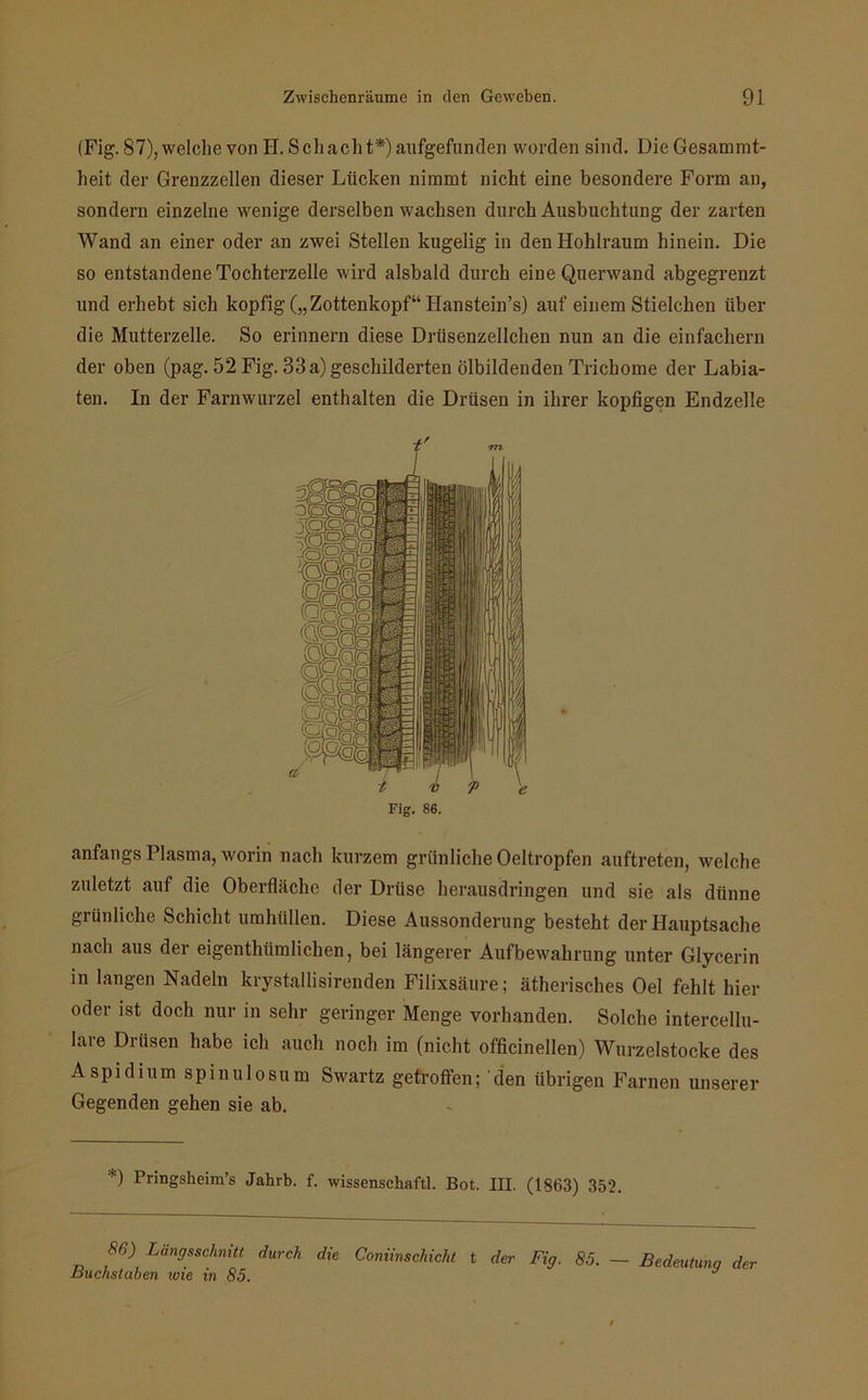 (Fig. 87), welche von H. Schacht*)aufgefunden worden sind. Die Gesammt- heit der Grenzzellen dieser Lücken nimmt nicht eine besondere Form an, sondern einzelne wenige derselben wachsen durch Ausbuchtung der zarten Wand an einer oder an zwei Stellen kugelig in den Hohlraum hinein. Die so entstandene Tochterzelle wird alsbald durch eiue Querwand abgegrenzt und erhebt sich kopfig („Zottenkopf“ Ilanstein’s) auf einem Stielcken über die Mutterzelle. So erinnern diese Driisenzellclien nun an die einfachem der oben (pag. 52 Fig. 33a) geschilderten ölbildenden Trichome der Labia- ten. In der Farnwurzel enthalten die Drüsen in ihrer kopfigen Endzeile anfangs Plasma, worin nach kurzem grünliche Oeltropfen auftreten, welche zuletzt auf die Oberfläche der Drüse herausdringen und sie als dünne grünliche Schicht umhüllen. Diese Aussonderung besteht der Hauptsache nach aus der eigentümlichen, bei längerer Aufbewahrung unter Glycerin in langen Nadeln krystallisirenden Filixsäure; ätherisches Oel fehlt hier oder ist doch nur in sehr geringer Menge vorhanden. Solche intercellu- lare Drüsen habe ich auch noch im (nicht officinellen) Wurzelstocke des Aspidium spinulosum Swartz getroffen; den übrigen Farnen unserer Gegenden gehen sie ab. M Pnngsheim’s Jahrb. f. wissenschaftl. Bot. III. (1863) 352. $6) Längsschnitt durch die Coniinschicht t der Fig. 85. — Bedeutung der Buchstaben wie in 85. J t Fig. 86.