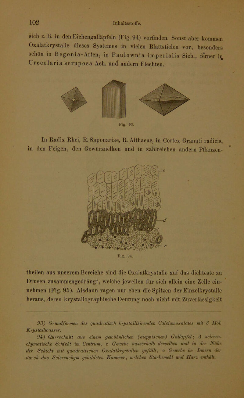 siel) z. B. in den Eichengalläpfeln (Fig. 94) vorfinden. Sonst aber kommen Oxalatkrystalle dieses Systemes in vielen Blattstielen vor, besonders schön in Begonia-Arten, in Paulownia imperialis Sieb., ferner iij Urceolaria scruposa Ach. und andern Flechten. Fig. 93. In Radix Rhei, R. Saponariae, R. Althaeae, in Cortex Granati radicis, in den Feigen, den Gewürznelken und in zahlreichen andern Pflanzen- Fig. 94. theilen aus unserem Bereiche sind die Oxalatkrystalle auf das dichteste zu Drusen zusammengedrängt, welche jeweilen für sich allein eine Zelle ein- nehmen (Fig. 95). Alsdann ragen nur eben die Spitzen der Einzelkrystalle heraus, deren krystallographische Deutung noch nicht mit Zuverlässigkeit 03) Grundformen des quadratisch kryslallisirenden Calciumoxalates mit 3 Mol. Krystallwasser. 04) Querschnitt aus einem gewöhnlichen (aleppischen) Gallapfel; (1 scleren- chymatische Schicht im Centrum, c Gewebe ausserhalb derselben und in der Nähe der Schicht mit quadratischen Oxulatlery stallen gefüllt, e Gewebe im Innern da- durch das Sclerenchym gebildeten Kammer, icelches Stärkemehl und Harz enthält.