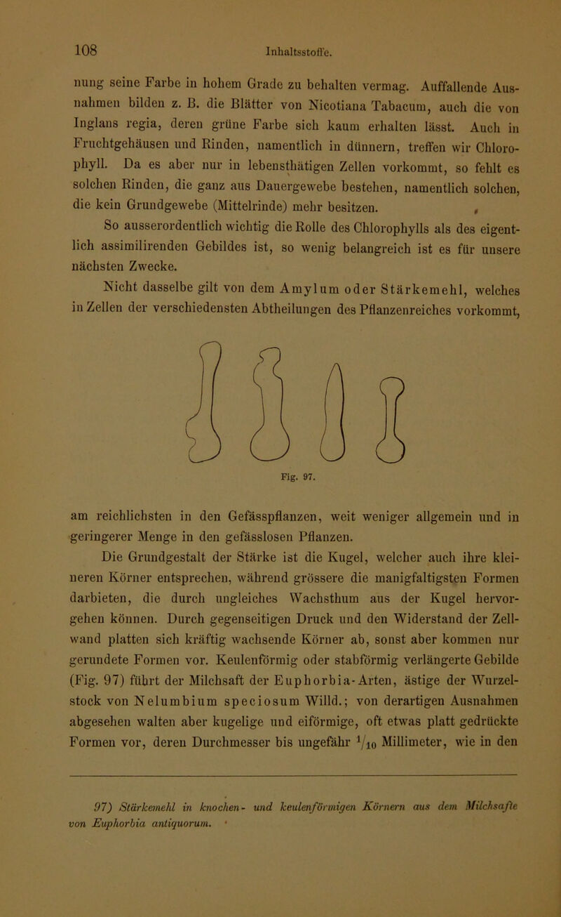 nung seine Farbe in hohem Grade zu behalten vermag. Auffallende Aus- nahmen bilden z. B. die Blätter von Nicotiana Tabacum, auch die von Inglans regia, deren grüne Farbe sich kaum erhalten lässt. Auch in Fruchtgehäusen und Rinden, namentlich in dünnem, treffen wir Chloro- phyll. Da es aber nur in lebensthätigen Zellen vorkommt, so fehlt es solchen Rinden, die ganz aus Dauergewebe bestehen, namentlich solchen, die kein Grundgewebe (Mittelrinde) mehr besitzen. , So ausserordentlich wichtig die Rolle des Chlorophylls als des eigent- lich assimilirenden Gebildes ist, so wenig belangreich ist es für unsere nächsten Zwecke. Nicht dasselbe gilt von dem Amylum oder Stärkemehl, welches in Zellen der verschiedensten Abtheilungen des Pflanzenreiches vorkommt, Fig. 97. am reichlichsten in den Gefässpflanzen, weit weniger allgemein und in geringerer Menge in den gefässlosen Pflanzen. Die Grundgestalt der Stärke ist die Kugel, welcher auch ihre klei- neren Körner entsprechen, während grössere die manigfaltigsten Formen darbieten, die durch ungleiches Wachsthum aus der Kugel hervor- gehen können. Durch gegenseitigen Druck und den Widerstand der Zell- wand platten sich kräftig wachsende Körner ab, sonst aber kommen nur gerundete Formen vor. Keulenförmig oder stabförmig verlängerte Gebilde (Fig. 97) führt der Milchsaft der Euphorbia-Arten, ästige der Wurzel- stock von Nelumbium speciosum Willd.; von derartigen Ausnahmen abgesehen walten aber kugelige und eiförmige, oft etwas platt gedrückte Formen vor, deren Durchmesser bis ungefähr Vio Millimeter, wie in den 97) Stärkemehl in knochen - und keulenförmigen Körnern aus dem Milchsäfte von Euphorbia antü/uorum. •