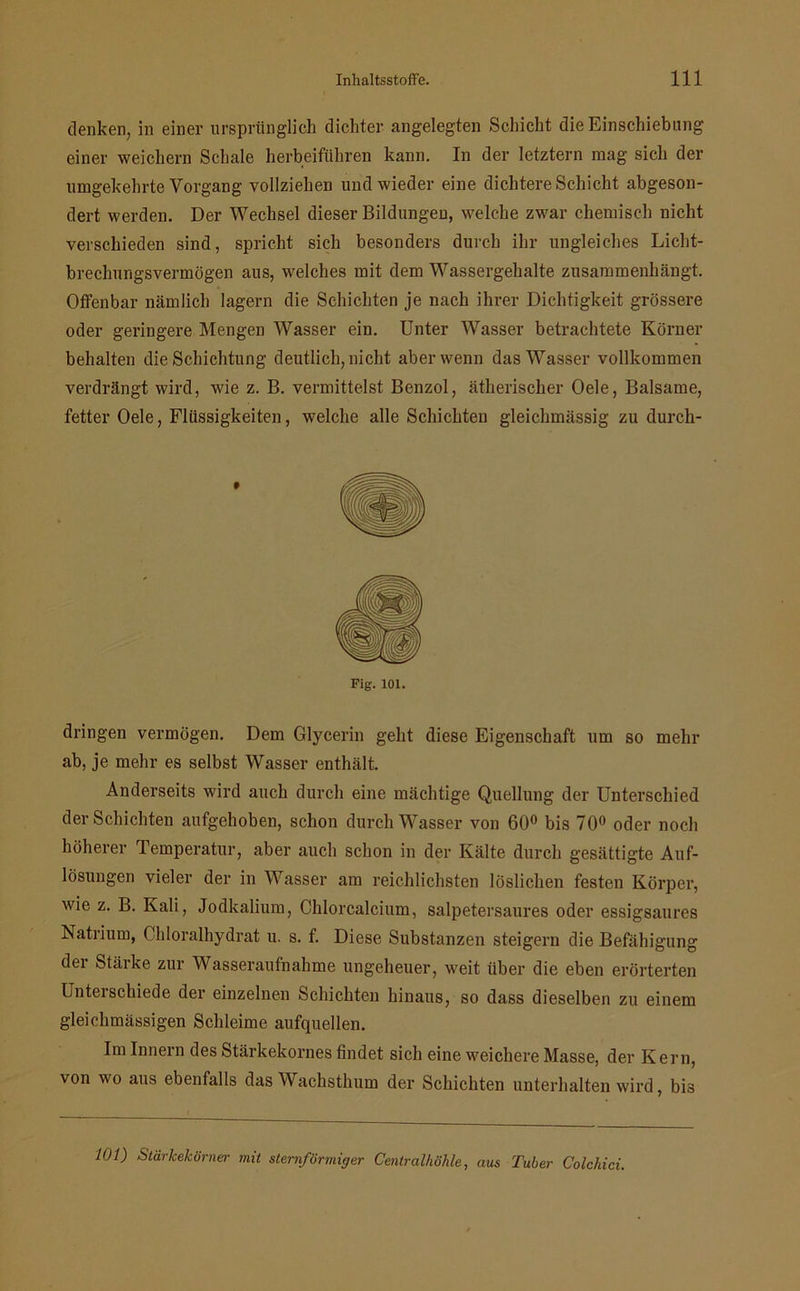 denken, in einer ursprünglich dichter angelegten Schicht die Einschiebung einer weichem Schale herbeiführen kann. In der letztem mag sich der umgekehrte Vorgang vollziehen und wieder eine dichtere Schicht abgeson- dert werden. Der Wechsel dieser Bildungen, welche zwar chemisch nicht verschieden sind, spricht sich besonders durch ihr ungleiches Licht- brechungsvermögen aus, welches mit dem Wassergehalte zusammenhängt. Offenbar nämlich lagern die Schichten je nach ihrer Dichtigkeit grössere oder geringere Mengen Wasser ein. Unter Wasser betrachtete Körner behalten die Schichtung deutlich, nicht aber wenn das Wasser vollkommen verdrängt wird, wie z. B. vermittelst Benzol, ätherischer Oele, Balsame, fetter Oele, Flüssigkeiten, welche alle Schichten gleichmässig zu durch- Fig. 101. dringen vermögen. Dem Glycerin geht diese Eigenschaft um so mehr ab, je mehr es selbst Wasser enthält. Anderseits wird auch durch eine mächtige Quellung der Unterschied der Schichten aufgehoben, schon durch Wasser von 60° bis 70° oder noch höherer Temperatur, aber auch schon in der Kälte durch gesättigte Auf- lösungen vieler der in Wasser am reichlichsten löslichen festen Körper, wie z. B. Kali, Jodkalium, Chlorcalcium, salpetersaures oder essigsaures Natrium, Chloralhydrat u. s. f. Diese Substanzen steigern die Befähigung der Stärke zur Wasseraufnahme ungeheuer, weit über die eben erörterten Unterschiede der einzelnen Schichten hinaus, so dass dieselben zu einem gleichmässigen Schleime aufquellen. Im Innern des Stärkekornes findet sich eine weichere Masse, der Kern, von wo aus ebenfalls das Wachsthum der Schichten unterhalten wird, bis 101) Stärkekörner mit sternförmiger Centralhöhle, aus Tuber Colcliici.