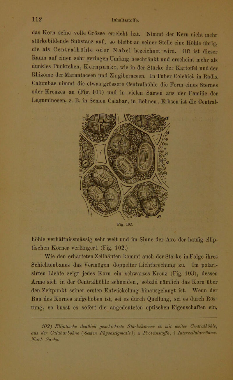 das Korn seine volle Grösse erreicht hat. Nimmt der Kern nicht mehr stärkebildende Substanz auf, so bleibt an seiner Stelle eine Höhle übrig, die als Centralhöhle oder Nabel bezeichnet wird. Oft ist dieser Kaum auf einen sehr geringen Umfang beschränkt und erscheint mehr als dunkles Pünktchen, Kernpunkt, wie in der Stärke der Kartoffel und der Rhizome der Marantaceen und Zingiberaceen. In Tuber Colchici, in Radix Calumbae nimmt die etwas grössere Centralhöhle die Form eines Sternes oder Kreuzes an (Fig. 101) und in vielen Samen aus der Familie der Leguminosen, z. B. in Semen Calabar, in Bohnen, Erbsen ist die Central- Fig. 102. höhle verhältnissmässig sehr weit und im Sinne der Axe der häufig ellip- tischen Körner verlängert. (Fig. 102.) Wie den erhärteten Zellhäuten kommt auch der Stärke in Folge ihres Schichtenbaues das Vermögen doppelter Lichtbrechung zu. Im polari- sirten Lichte zeigt jedes Korn ein schwarzes Kreuz (Fig. 103), dessen Arme sich in der Centralhöhle schneiden, sobald nämlich das Korn über den Zeitpunkt seiner ersten Entwickelung hinausgelangt ist. Wenn der Bau des Kornes aufgehoben ist, sei es durch Quellung, sei es durch Rös- tung, so biisst es sofort die angedeuteten optischen Eigenschaften ein, 102) Elliptische deutlich geschichtete Stürkekörner st mit weiter Centralhöhle, aus der Calaharboline (Semen Physostigmatis); a Proteinstoffe, i Intercellularräume. Nach Sachs.