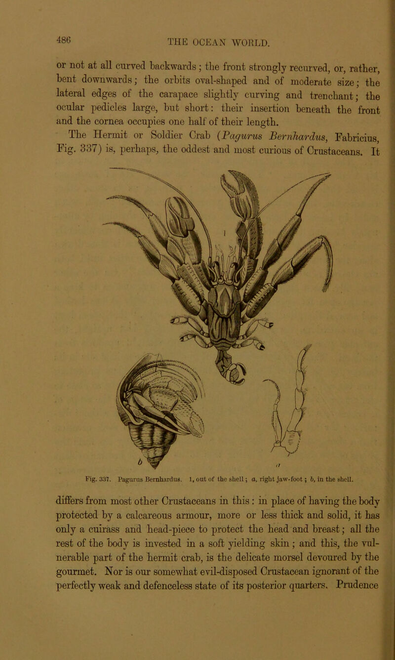 480 Fig. 337. Pagurus Bernhardus. 1, out of the shell; a, right jaw-foot; 6, in the shell. differs from most other Crustaceans in this: in place of haying the body protected by a calcareous armour, more or less thick and solid, it has only a cuirass and head-piece to protect the head and breast; all the rest of the body is invested in a soft yielding skin ; and this, the vul- nerable part of the hermit crab, is the delicate morsel devoured by the gourmet. Nor is our somewhat evil-disposed Crustacean ignorant of the perfectly weak and defenceless state of its posterior quarters. Prudence or not at all curved backwards; the front strongly recurved, or, rather, bent downwards; the orbits oval-shaped and of moderate size; the lateral edges of the carapace slightly curving and trenchant; the ocular pedicles large, but short: their insertion beneath the front and the cornea occupies one half of their length. The Hermit or Soldier Crab (Pagurus Bernhardus, Fabricius, Fig. 337) is, perhaps, the oddest and most curious of Crustaceans. It