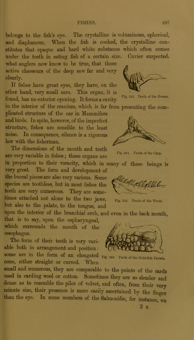 Fig. 343. Teeth of the Bream. belongs to the fish’s eye. The crystalline is voluminous, spherical, and diaphanous. When the fish is cooked, the crystalline con- stitutes that opaque and hard white substance which often comes under the teeth in eating fish of a certain size. Cuvier suspected, what anglers now know to be true, that those active chasseurs of the deep saw far and very clearly. If fishes have great eyes, they have, on the other hand, very small ears. This organ, it is found, has no exterior opening. It forms a cavity in the interior of the cranium, which is far from presenting the com- plicated structure of the ear in Mammifers and birds. In spite, however, of the imperfect ^ structure, fishes are sensible to the least noise. In consequence, silence is a rigorous law with the fisherman. The dimensions of the mouth and teeth • i i • n l ., Fig- 344. Teeth of the Carp. are very variable in fishes; these organs are in proportion to their voracity, which in many of these beings is very great. The form and development of the buccal pieces are also very various. Some species are toothless, but in most fishes the teeth are very numerous. They are some- times attached not alone to the two jaws, but also to the palate, to the tongue, and upon the interior of the branchial arch, and even in the back mouth, that is to say, upon the ospharyngeal, which surrounds the mouth of the oesophagus. The form of their teeth is very vari- able both in arrangement and position: some are in the form of an elonnated r.\ , , eumg.ueu fig. 34 6. Teeth of the Gold-fish Dorada. cone, either straight or curved. When small and numerous, they are comparable to the points of the cards used in carding wool or cotton. Sometimes they are so slender and dense as to resemble the piles of velvet, and often, from their very minute size, their presence is more easily ascertained by the finger than the eye. In some members of the Salmonid®, for instance, we 2 k fdM^r Fig. 345. Teeth of the Trout..