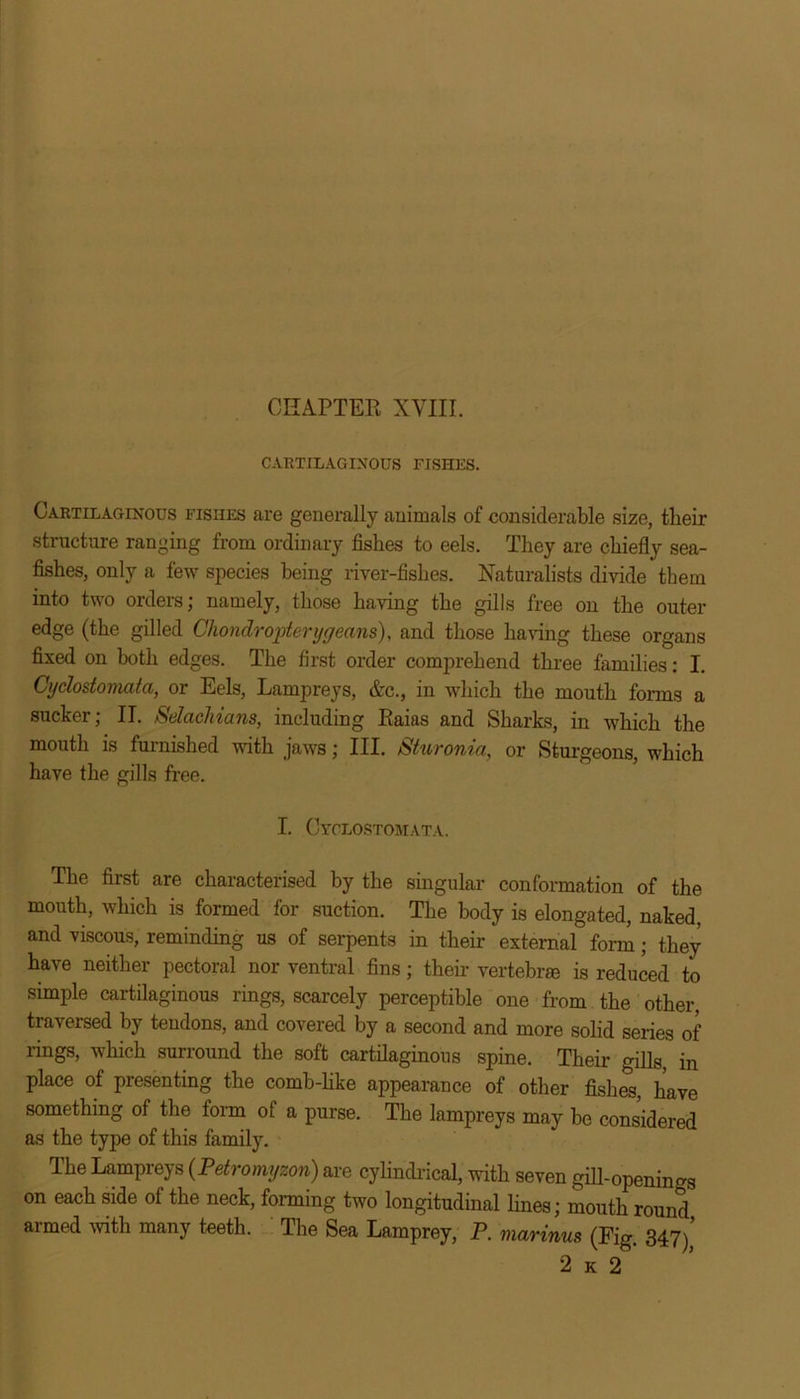 CHAPTER XVIII. CARTILAGINOUS FISHES. Cartilaginous fishes are generally animals of considerable size, their structure ranging from ordinary fishes to eels. They are chiefly sea- fishes, only a few species being river-fishes. Naturalists divide them into two orders; namely, those having the gills free on the outer edge (the gilled Chondropterygeans), and those having these organs fixed on both edges. The first order comprehend three families: I. Cyclostomata, or Eels, Lampreys, &c., in which the mouth forms a sucker; II. Selachians, including Raias and Sharks, in which the mouth is furnished with jaws; III. Sturonia, or Sturgeons, which have the gills free. I. Cyclostomata. The first are characterised by the singular conformation of the mouth, which is formed for suction. The body is elongated, naked, and viscous, reminding us of serpents in their external form ; they have neither pectoral nor ventral fins; their vertebra is reduced to simple cartilaginous rings, scarcely perceptible one from the other, traversed by tendons, and covered by a second and more solid series of rings, which surround the soft cartilaginous spine. Their gills, in place of presenting the comb-like appearance of other fislms, have something of the form of a purse. The lampreys may be considered as the type of this family. The Lampreys (Petromyzon) are cylindrical, with seven gill-opening on each side of the neck, forming two longitudinal lines; mouth round armed with many teeth. The Sea Lamprey, P. marinus (Fig. 347)’