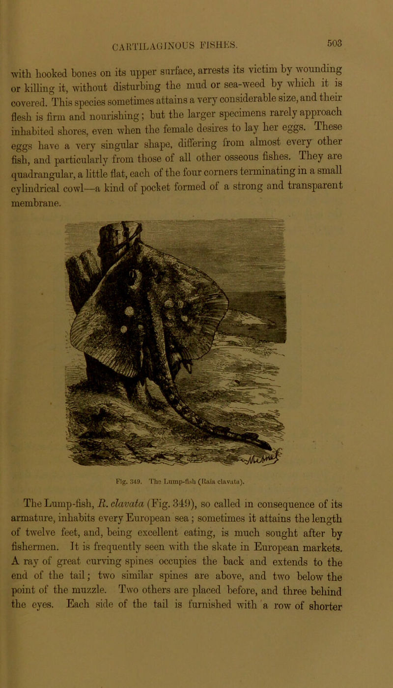 with hooked bones on its upper surface, arrests its victim by wounding or killing it, without disturbing the mud or sea-weed by which it is covered. This species sometimes attains a very considerable size, and their flesh is firm and nourishing; but the larger specimens rarely approach inhabited shores, even when the female desires to lay hei eggs. These eggs have a very singular shape, differing from almost every other fish, and particularly from those of all other osseous fishes. They aie quadrangular, a little flat, each of the four corners terminating in a small cylindrical cowl—a kind of pocket formed of a strong and transparent membrane. Fig. 349. The Lump-fish (Itaia clnvata). The Lump-fish, R. clavata (Fig. 349), so called in consequence of its armature, inhabits every European sea; sometimes it attains the length of twelve feet, and, being excellent eating, is much sought after by fishermen. It is frequently seen with the skate in European markets. A ray of great curving spines occupies the back and extends to the end of the tail; two similar spines are above, and two below the point of the muzzle. Two others are placed before, and three behind the eyes. Each side of the tail is furnished with a row of shorter