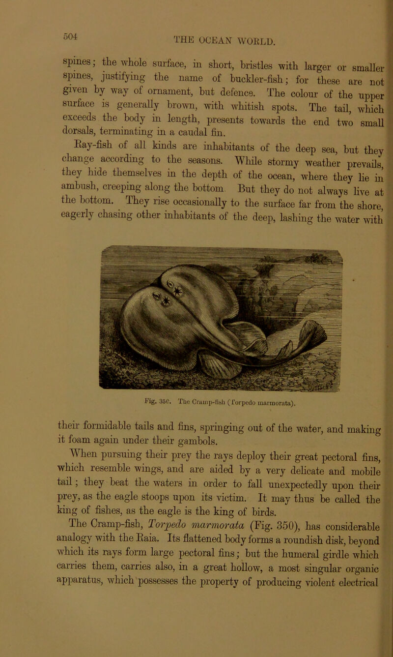 spines; the whole surface, in short, bristles with larger or smaller spines, justifying the name of buckler-fish; for these are not given by way of ornament, but defence. The colour of the upper surface is generally brown, with whitish spots. The tail, which exceeds the body in length, presents towards the end two small dorsals, terminating in a caudal fin. Ray-fish of all kinds are inhabitants of the deep sea, but they change according to the seasons. While stormy weather prevails they hide themselves in the depth of the ocean, where they lie in ambush, creeping along the bottom But they do not always live at the bottom. They rise occasionally to the surface far from the shore eagerly chasing other inhabitants of the deep, lashing the water with their formidable tails and fins, springing out of the water, and making it foam again under their gambols. When pursuing their prey the rays deploy their great pectoral fins, which resemble wings, and are aided by a very delicate and mobile tail; they beat the waters in order to fall unexpectedly upon their prey, as the eagle stoops upon its victim. It may thus be called the king of fishes, as the eagle is the king of birds. The Cramp-fish, lorpedo marmorata (Fig. 350), has considerable analogy with the Raia. Its flattened body forms a roundish disk, beyond which its rays form large pectoral fins; but the humeral girdle which carries them, carries also, in a great hollow, a most singular organic apparatus, which possesses the property of producing violent electrical